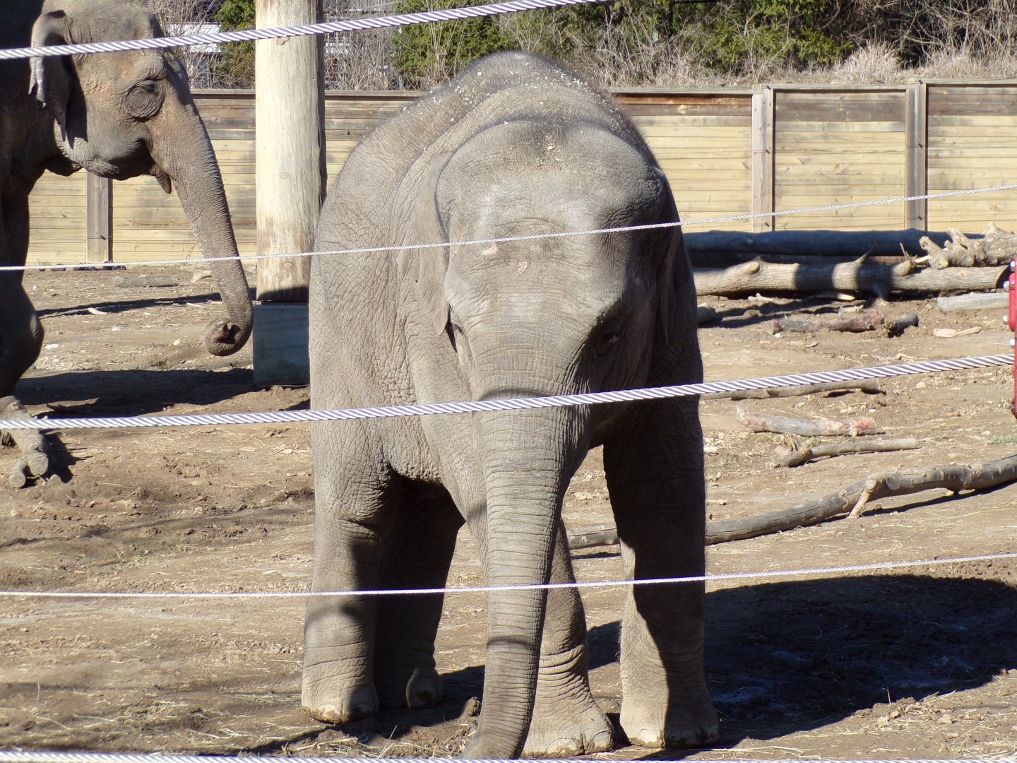 Asian Elephant calf, Frankie, over 2.5 yrs old
