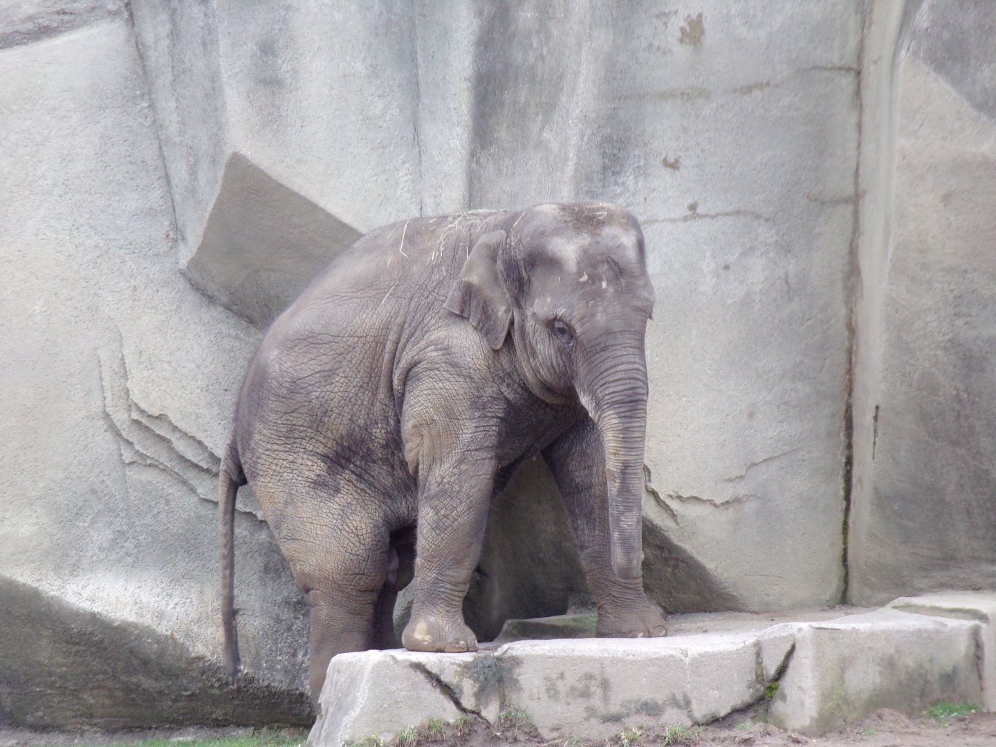 Asian Elephant calf, Frankie, over 2.5 yrs old