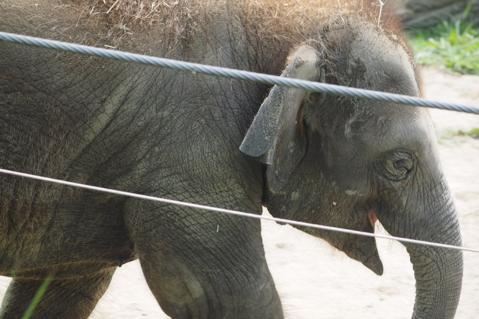 Asian elephant calf "Frankie"