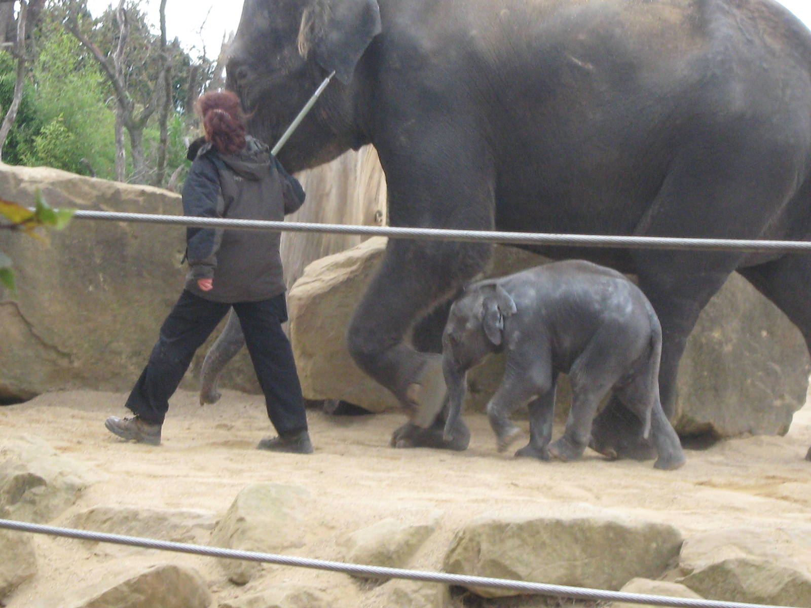 Asian Elephant calf, Ganesh Vijay - October 2009