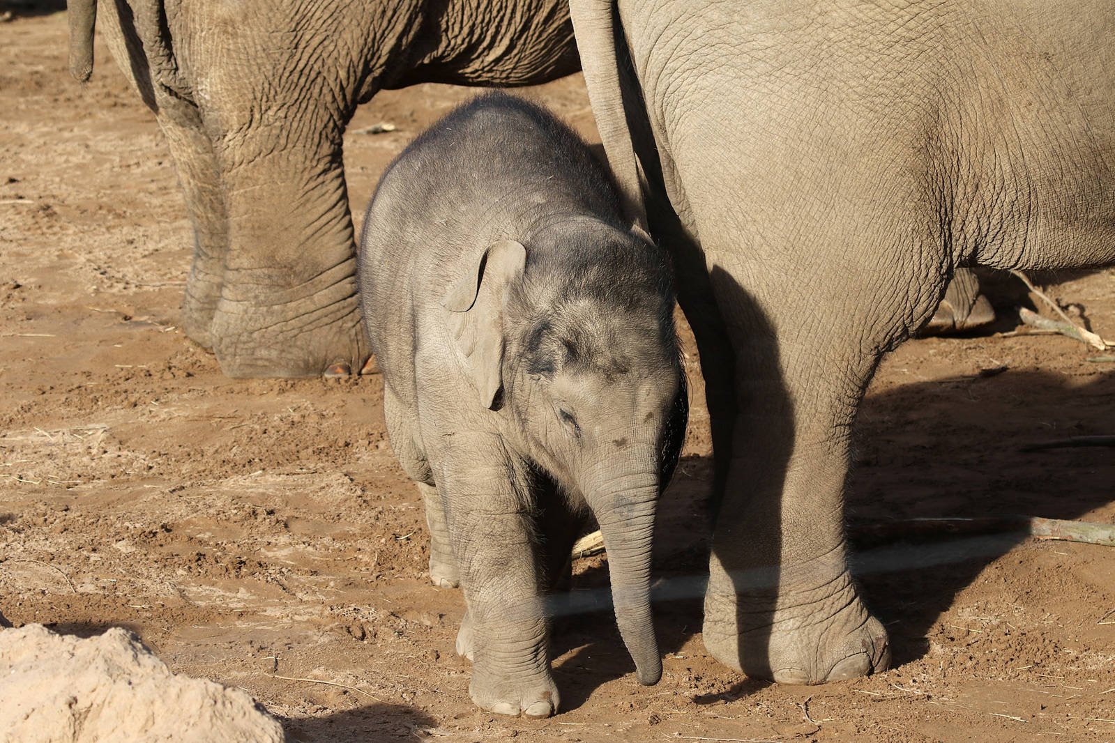 Asian Elephant Calf Nandita at Chester 14/02/2016