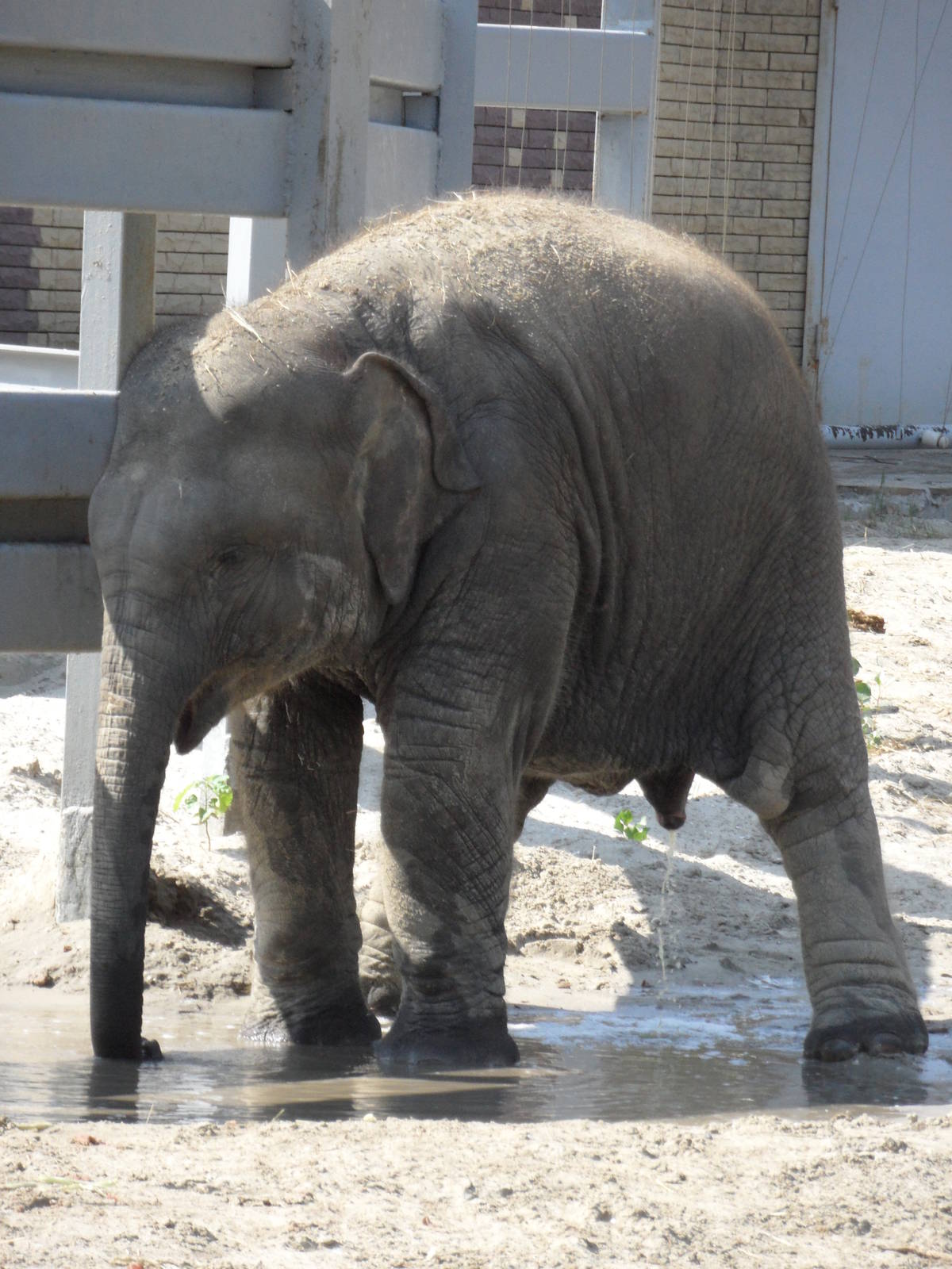 Asian elephant calf - peeing