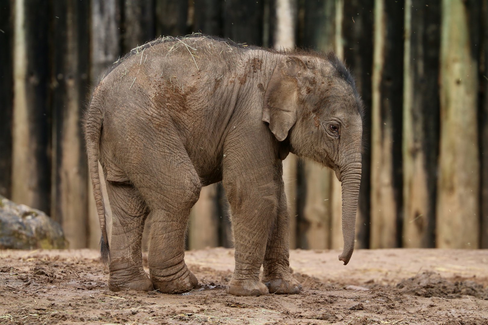 Asian Elephant calf 'Riva', 15 March 2020