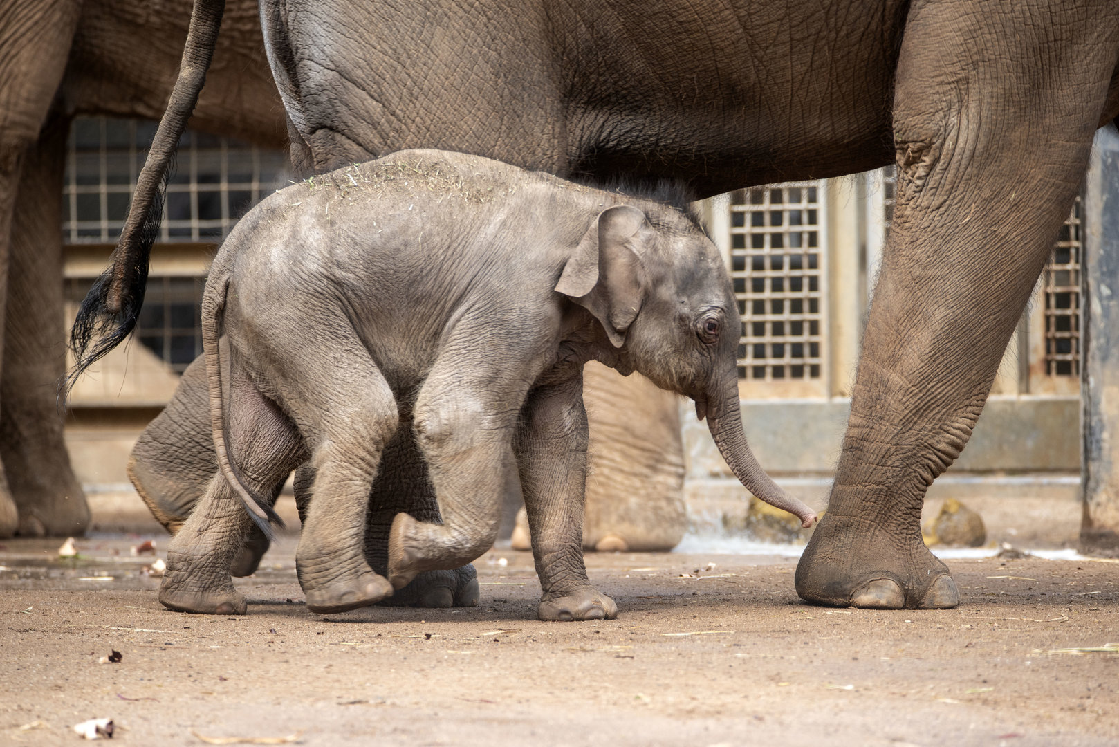 Asian elephant calf 'Roi Yim'