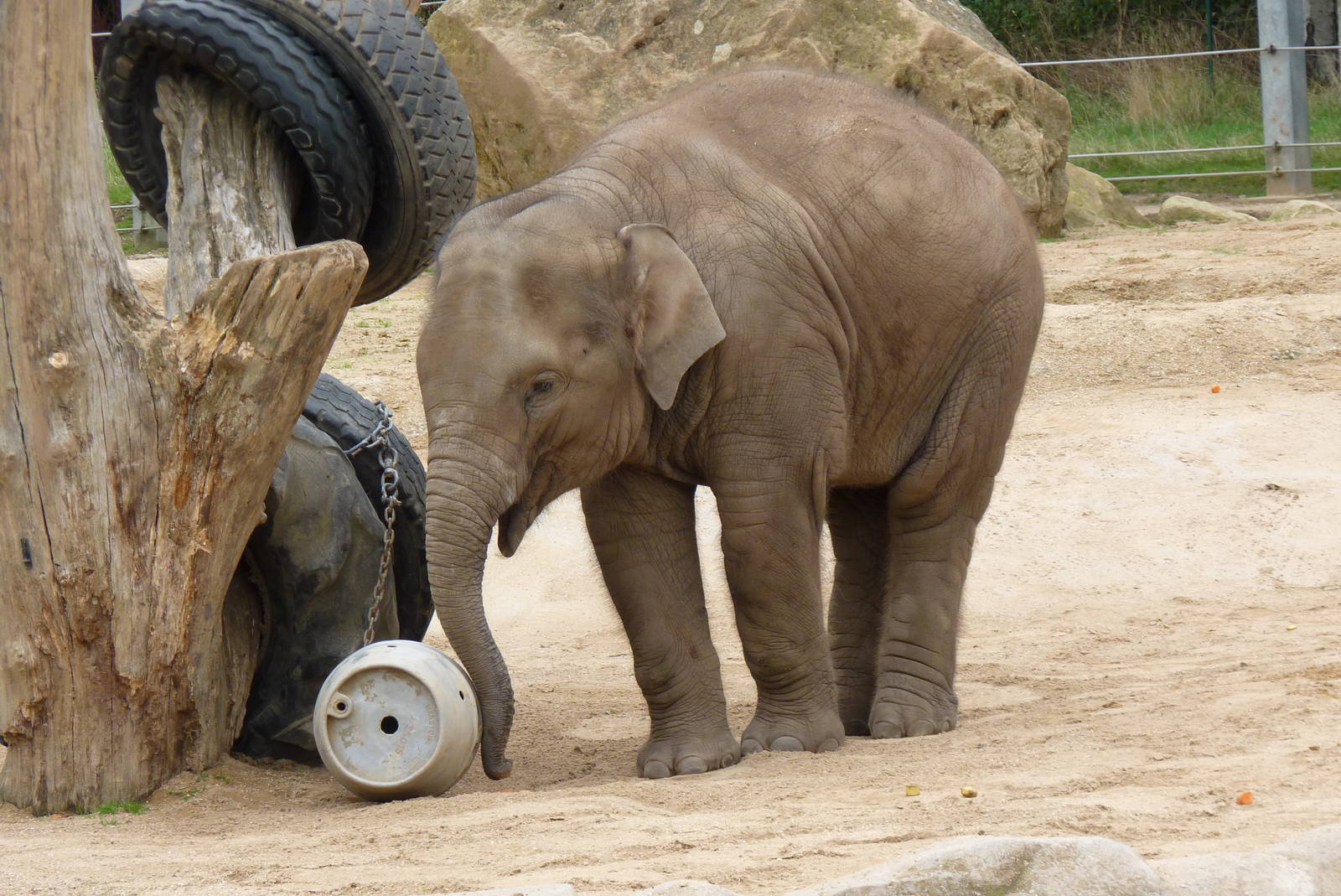 Asian Elephant calf, September 2016