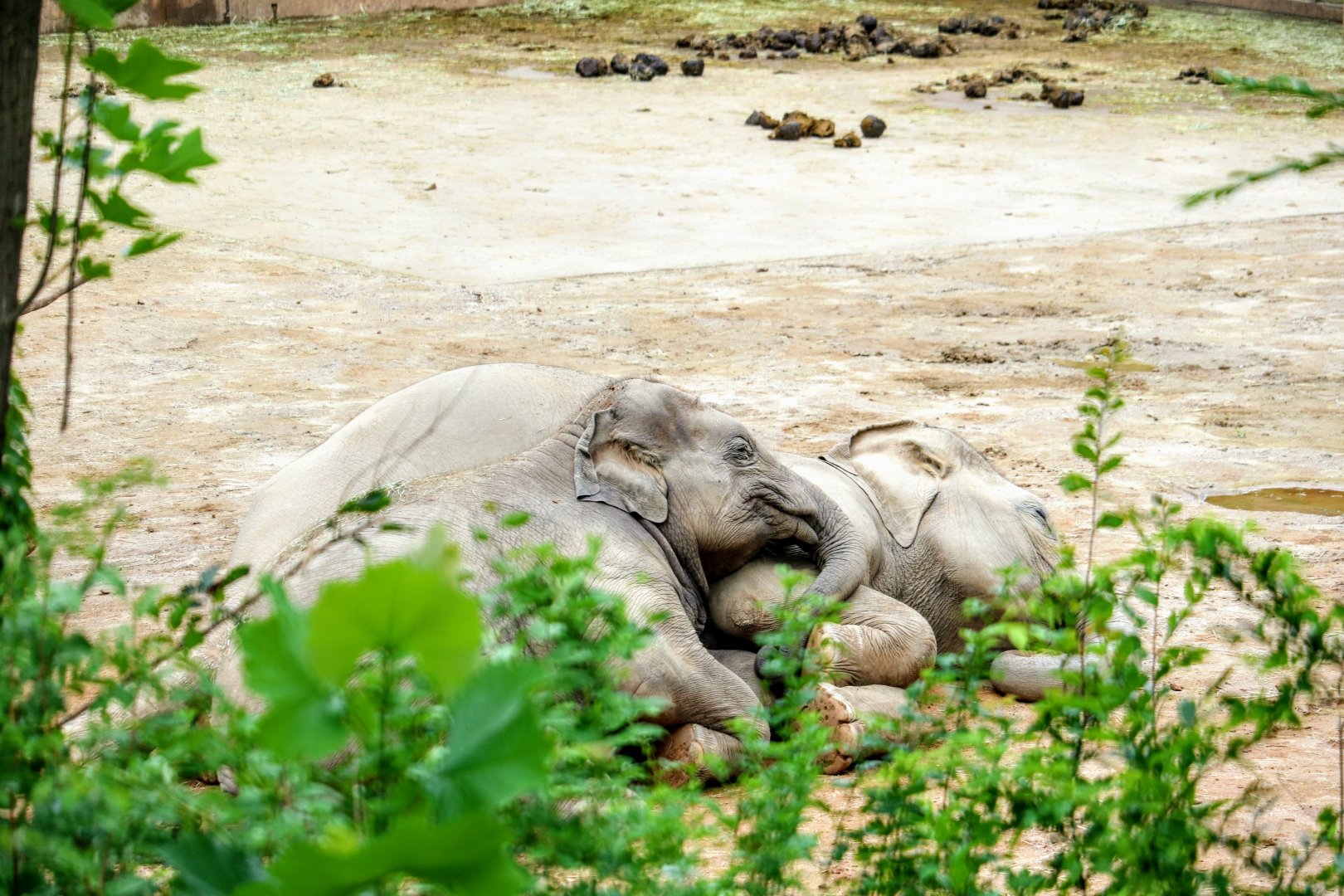 Asian Elephant calf taking a nap with her mother