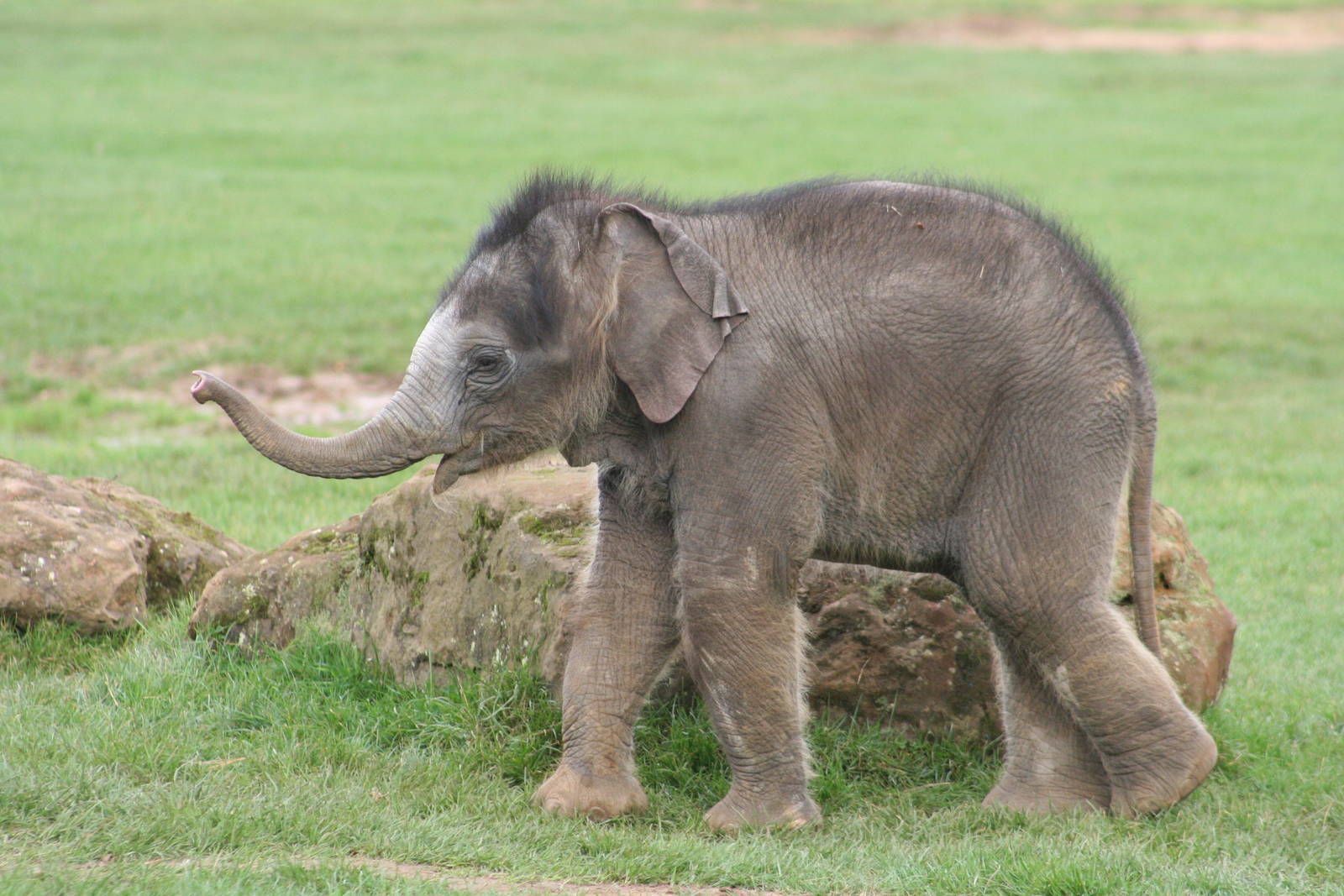 Asian Elephant calf @ Whipsnade 22.10.2014