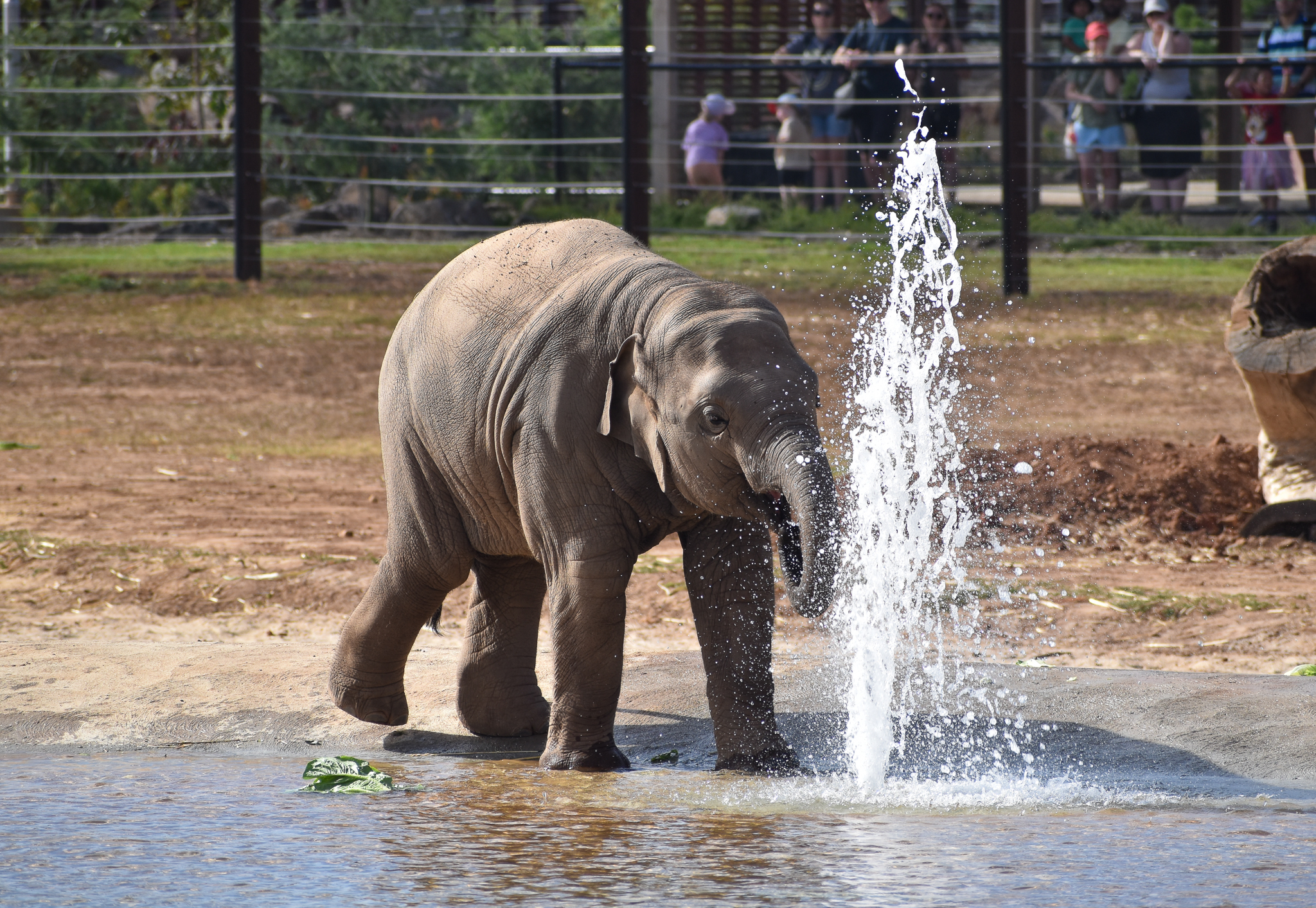 Asian Elephant calf with water