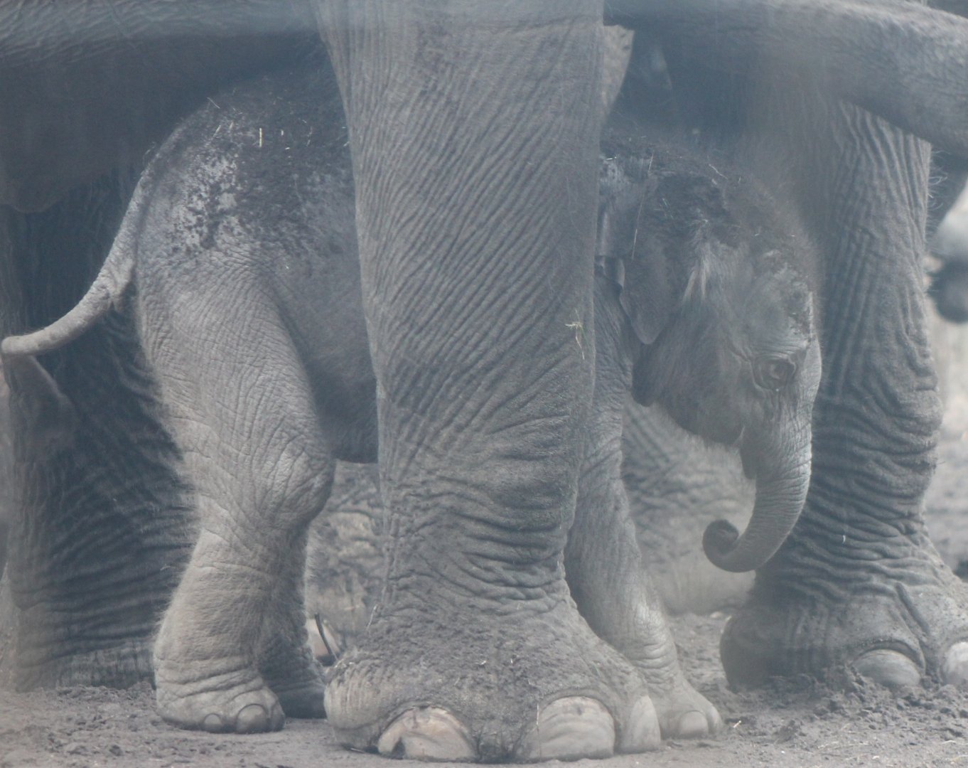 Asian elephant calf Yunha - born March 25 2017