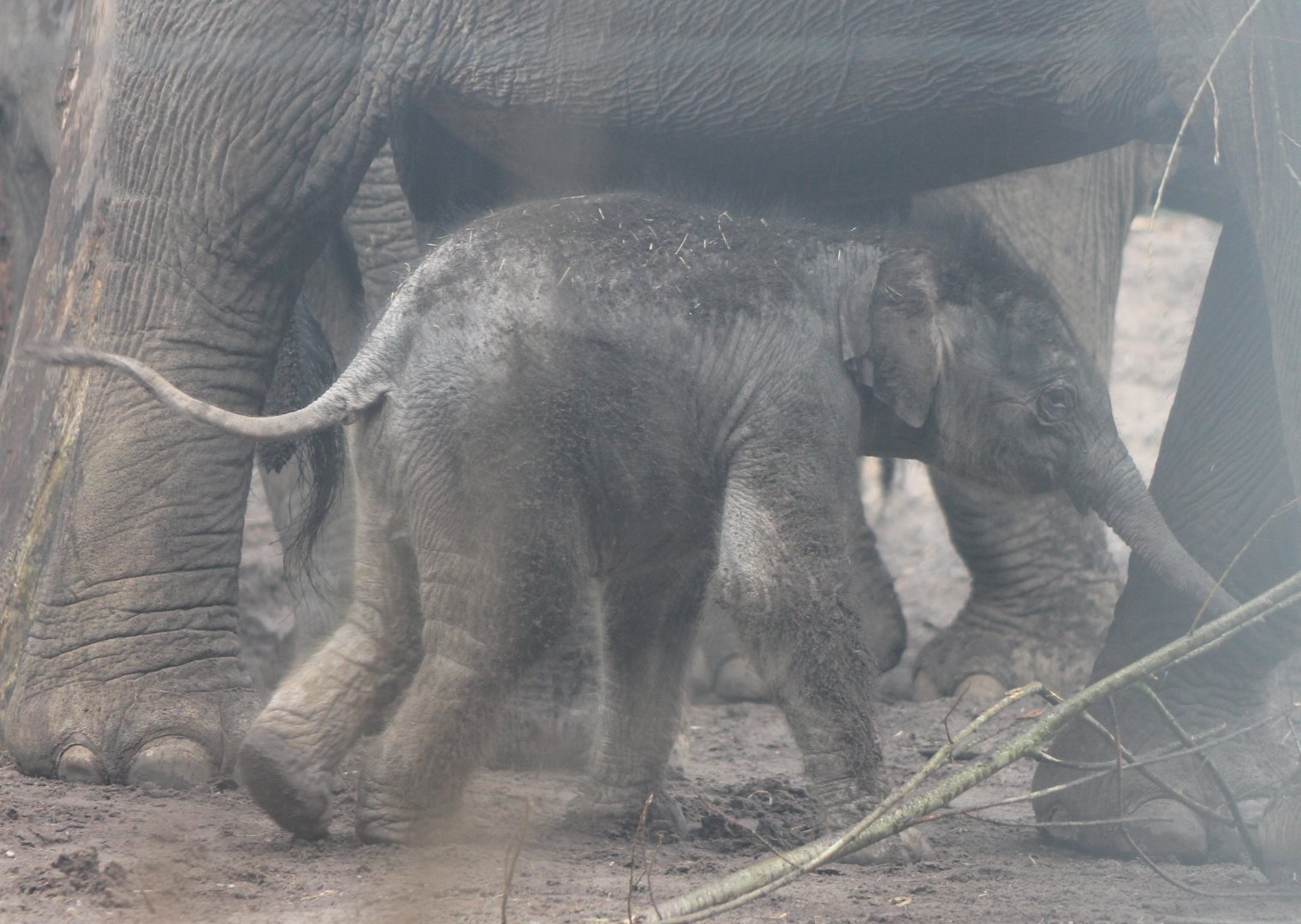Asian elephant calf Yunha - born March 25 2017