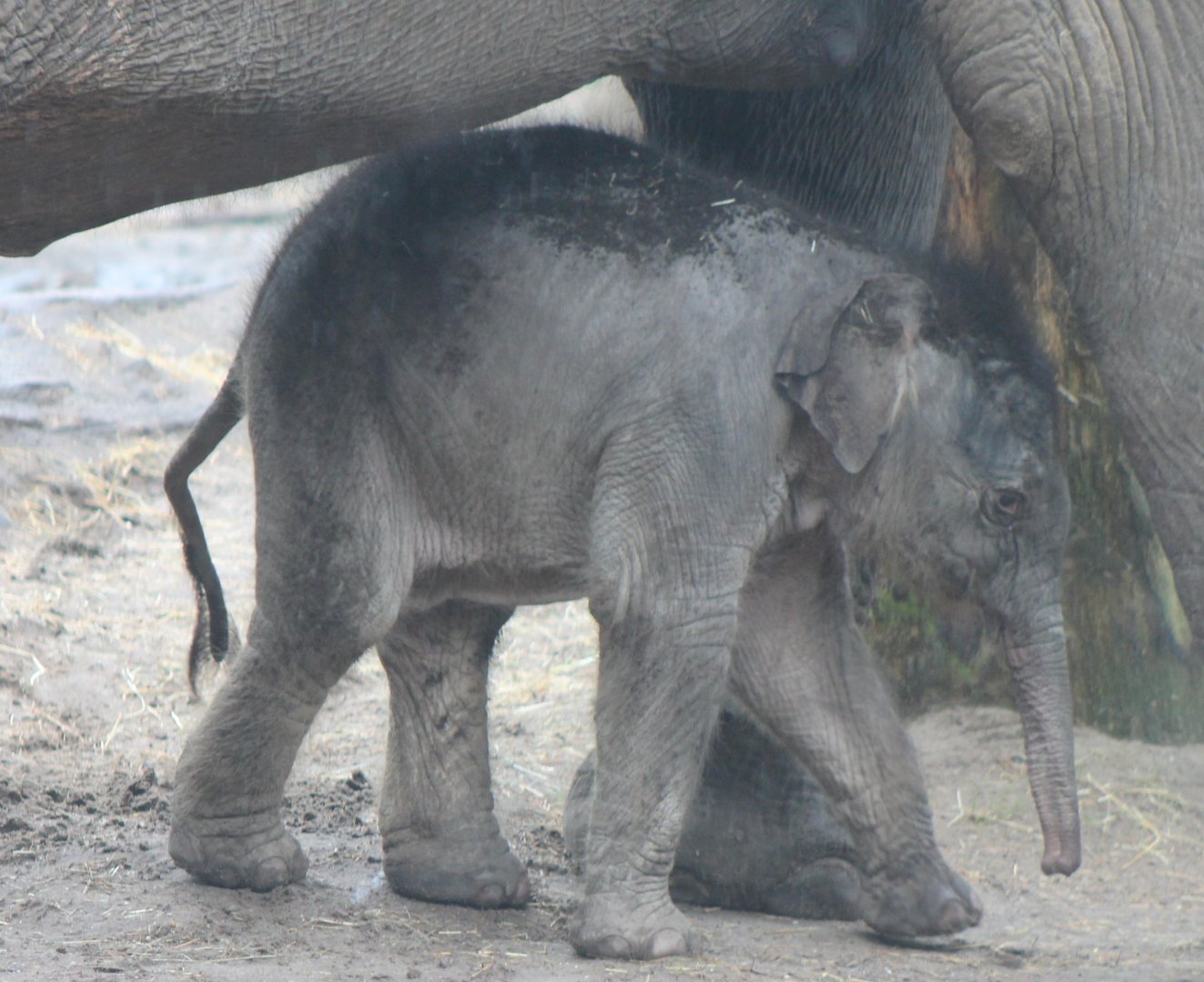 Asian elephant calf Yunha - born March 25 2017