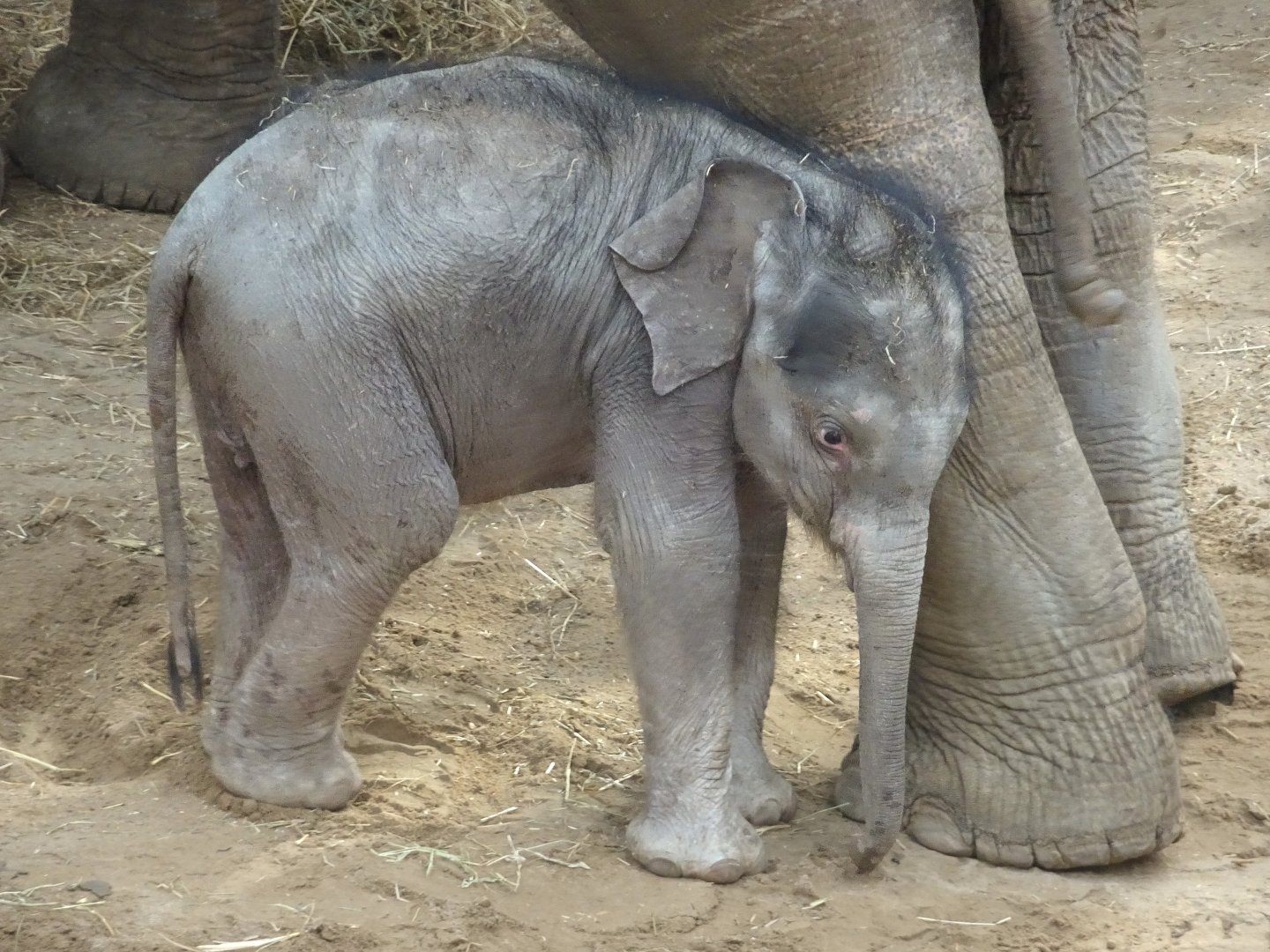 Asian Elephant Calf Zaiya 25 October 2025