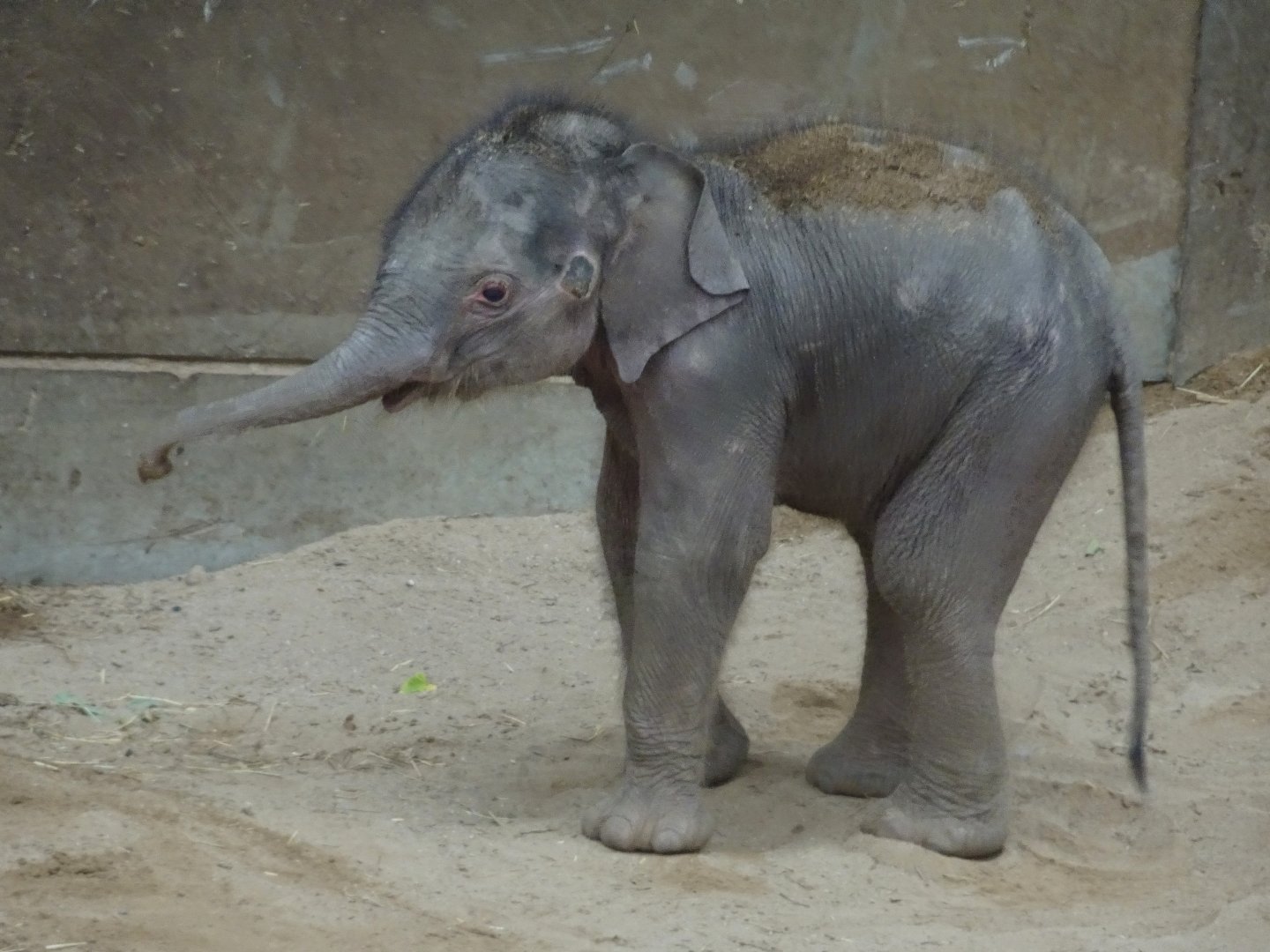 Asian elephant calf Zaiya 27 September 2025
