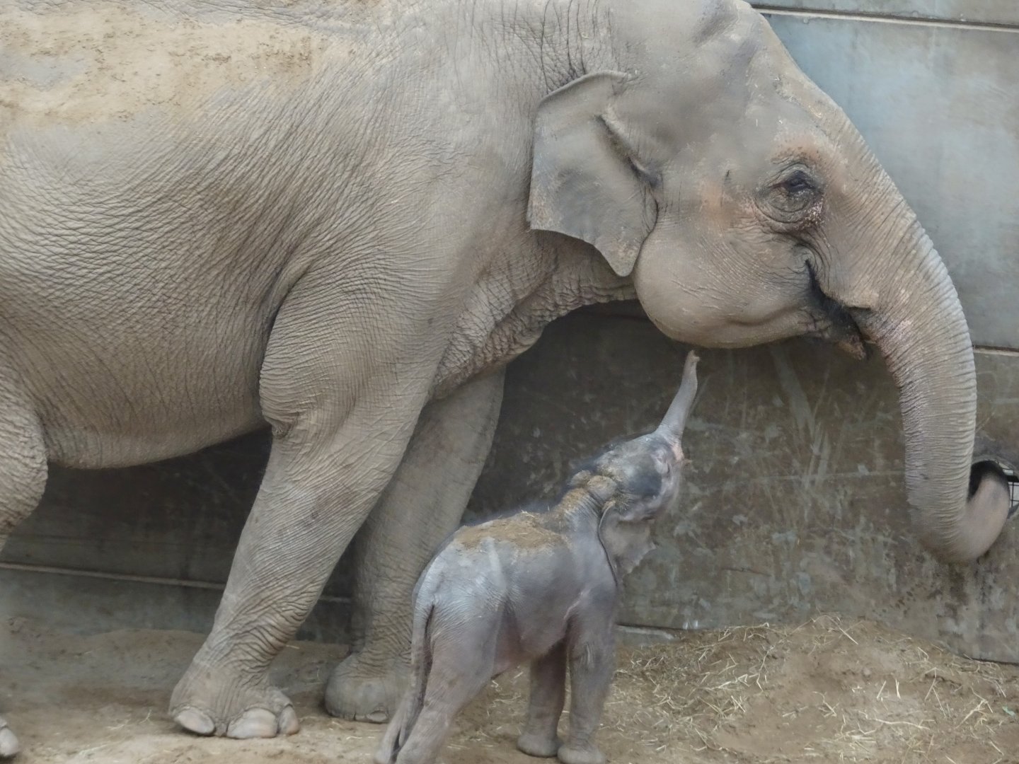Asian elephant calf Zaiya with mum Tara 27 September 2025