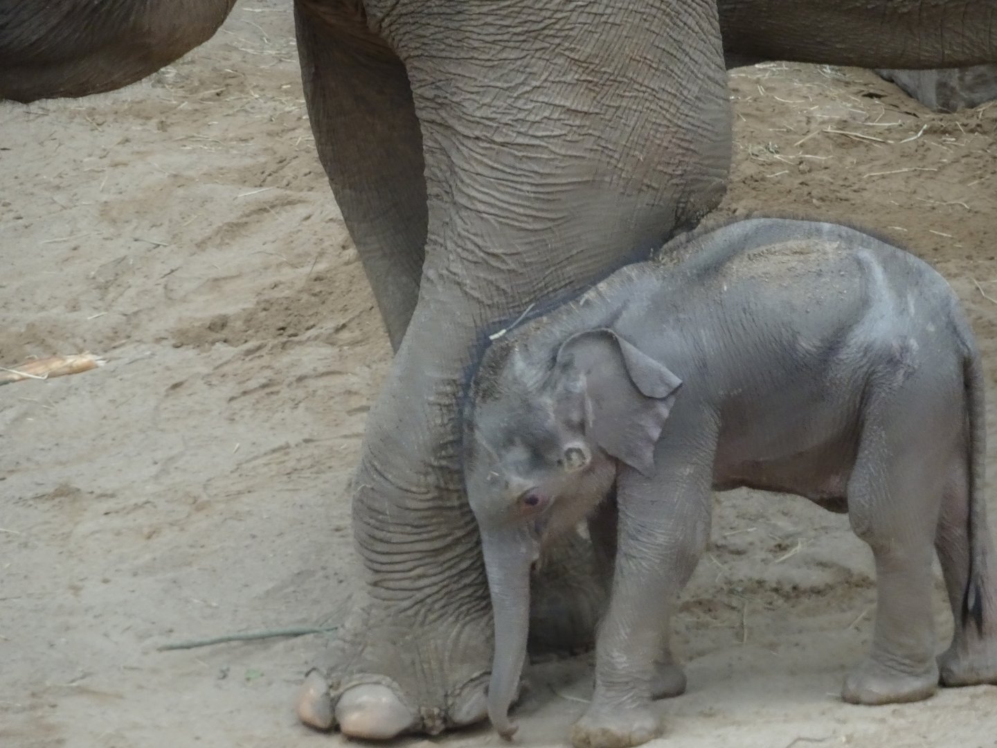 Asian elephant calf Zaiya with mum Tara 27 September 2025