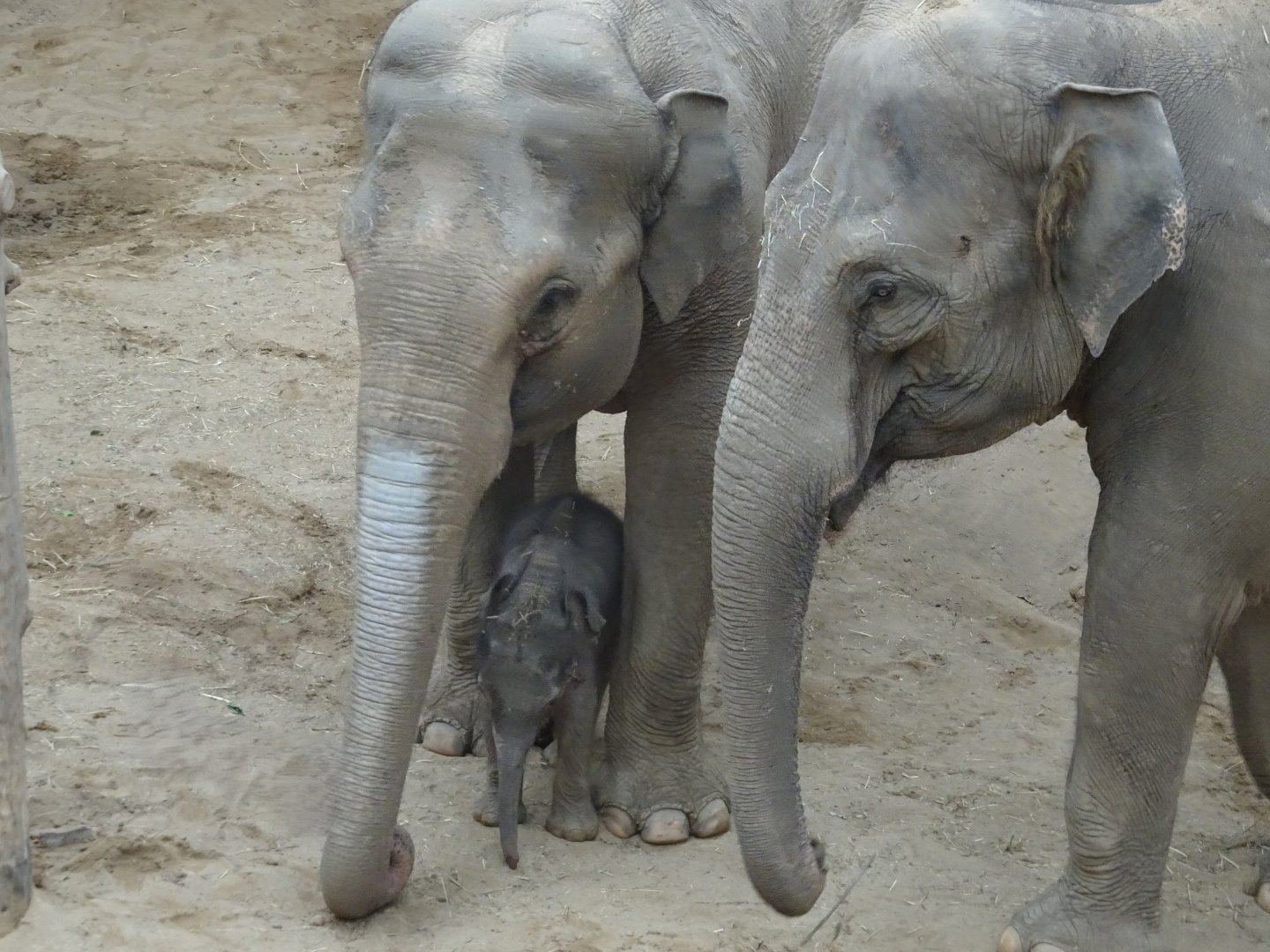 Asian elephant calf Zaiya with mum Tara and Noorjahan 27 September 2025