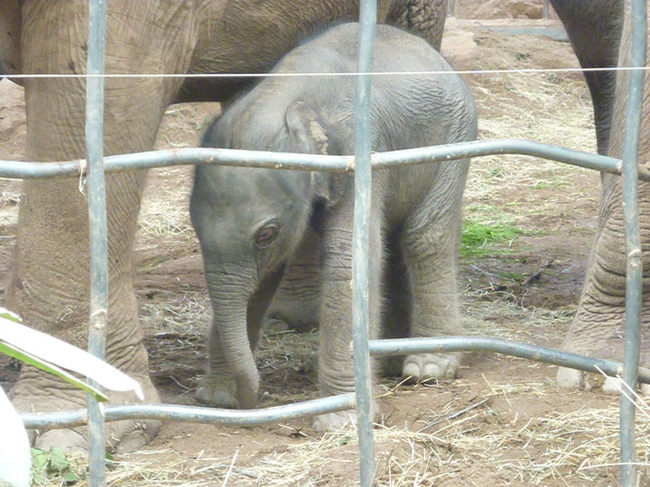 Asian Elephant Calf