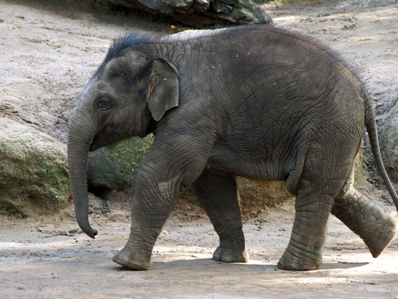 Asian elephant calf
