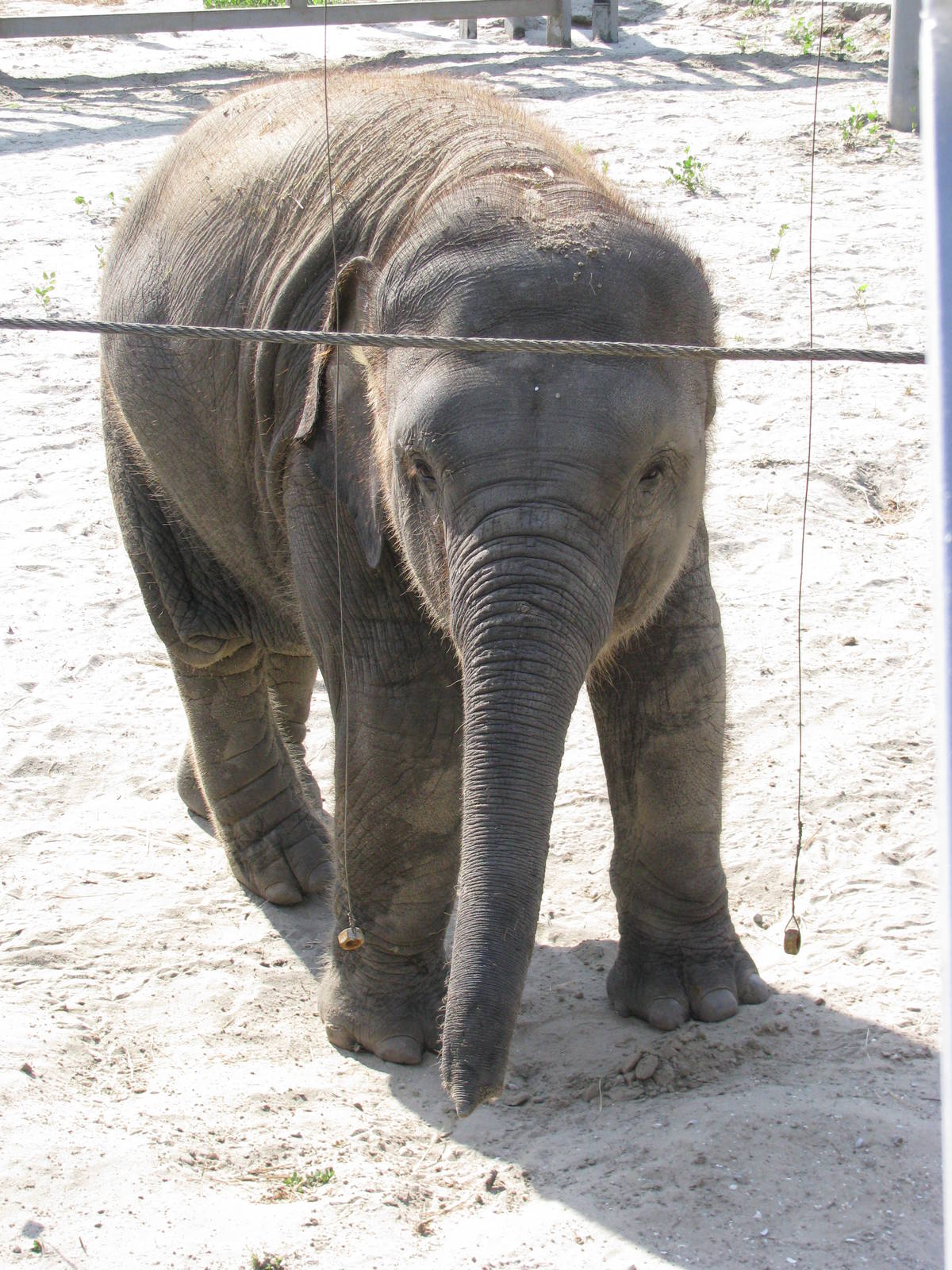 Asian elephant calf
