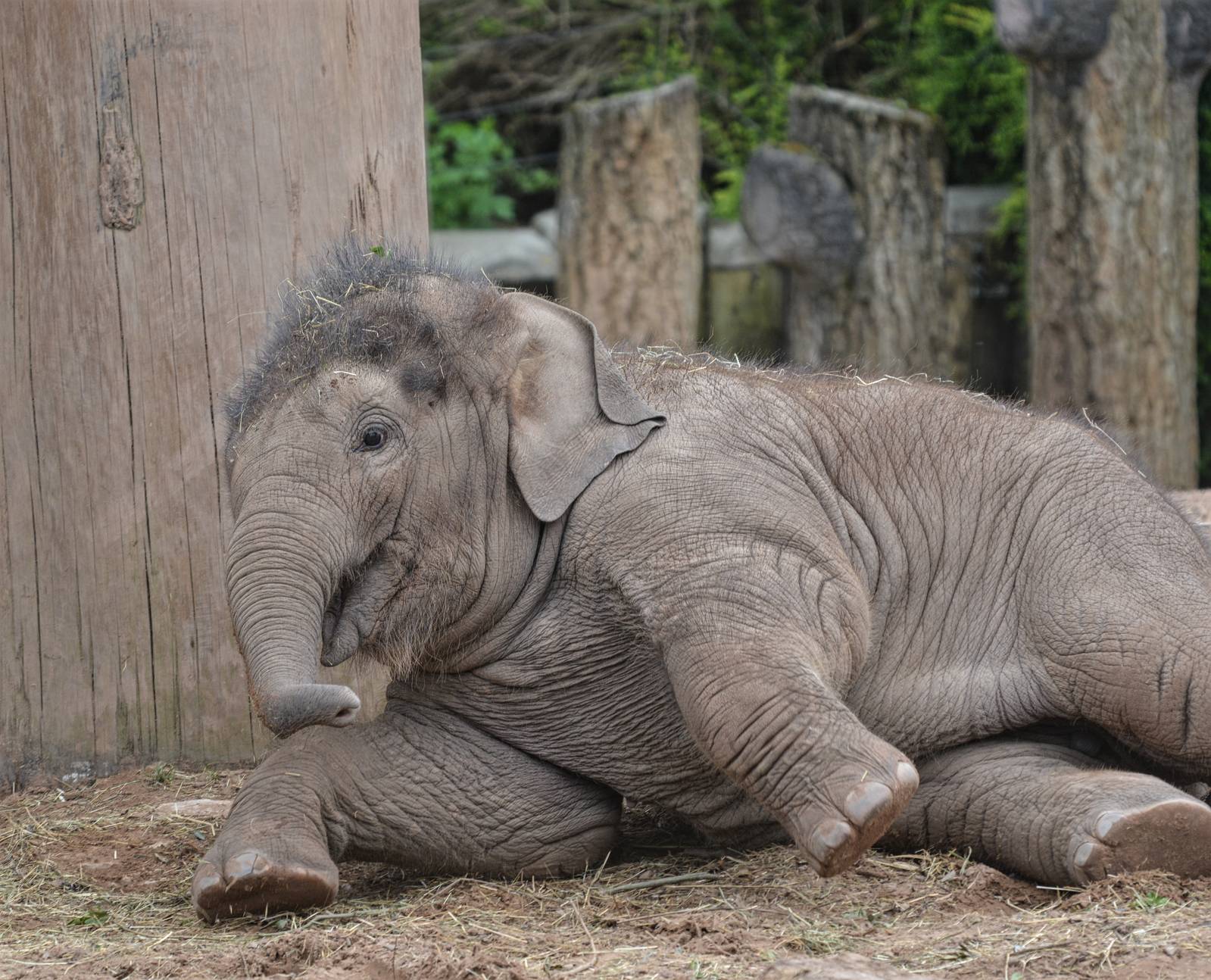 Asian Elephant Calf
