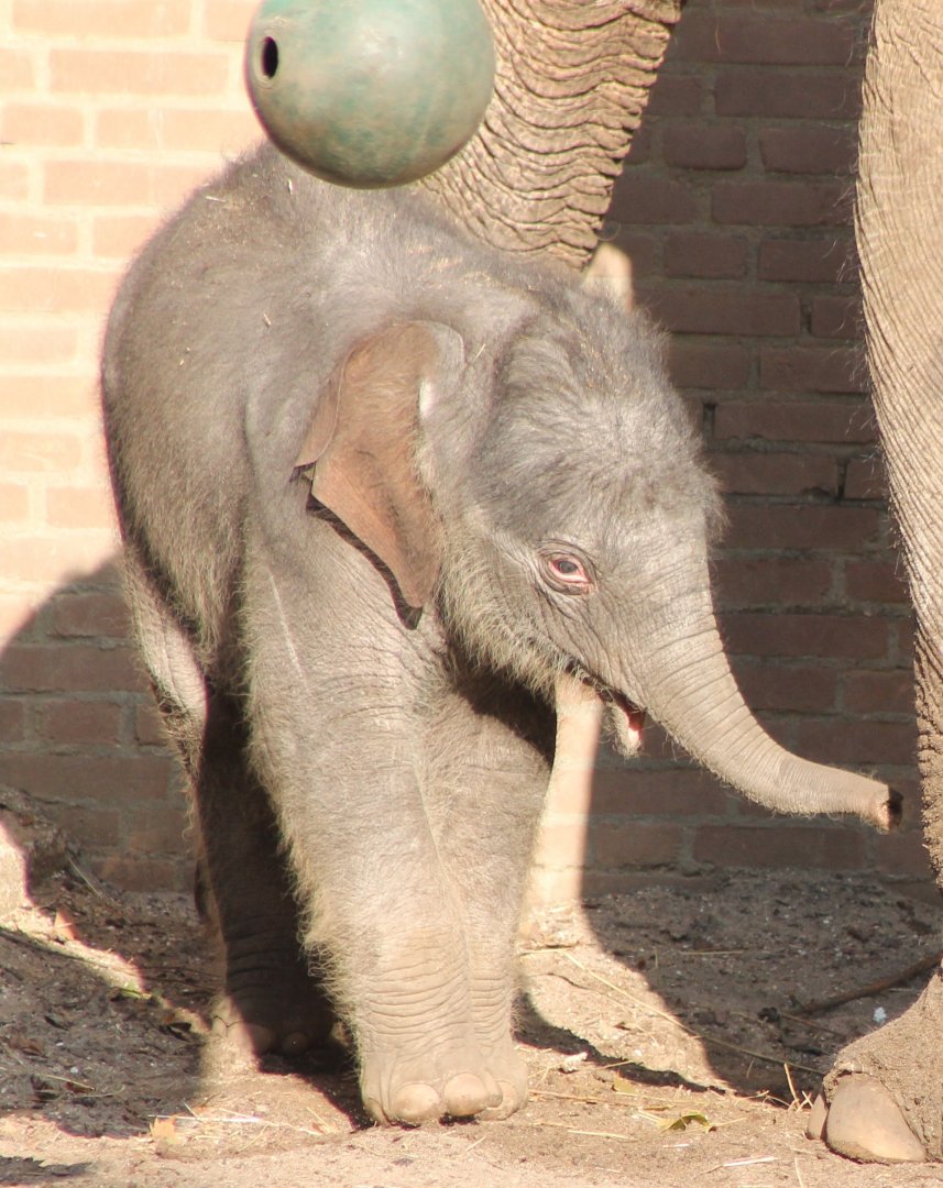Asian elephant calf