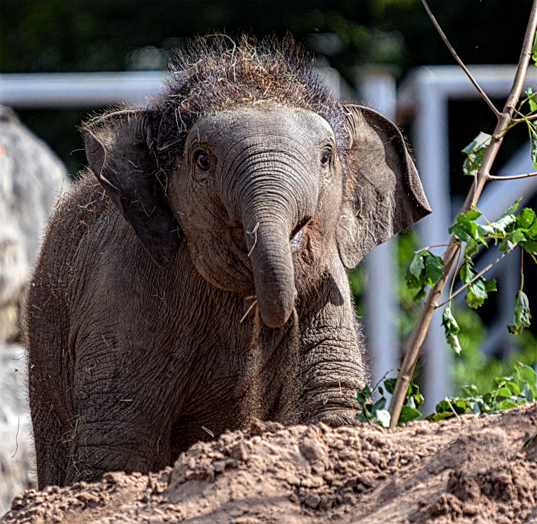 Asian Elephant Calf