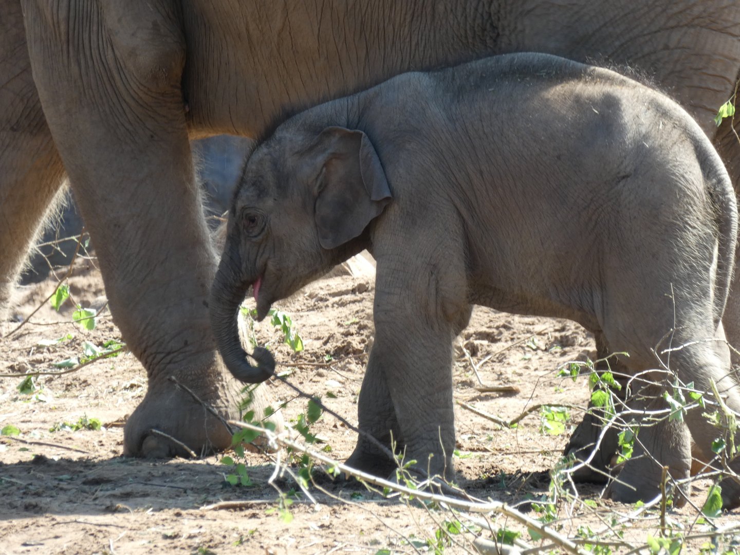 Asian Elephant Calf