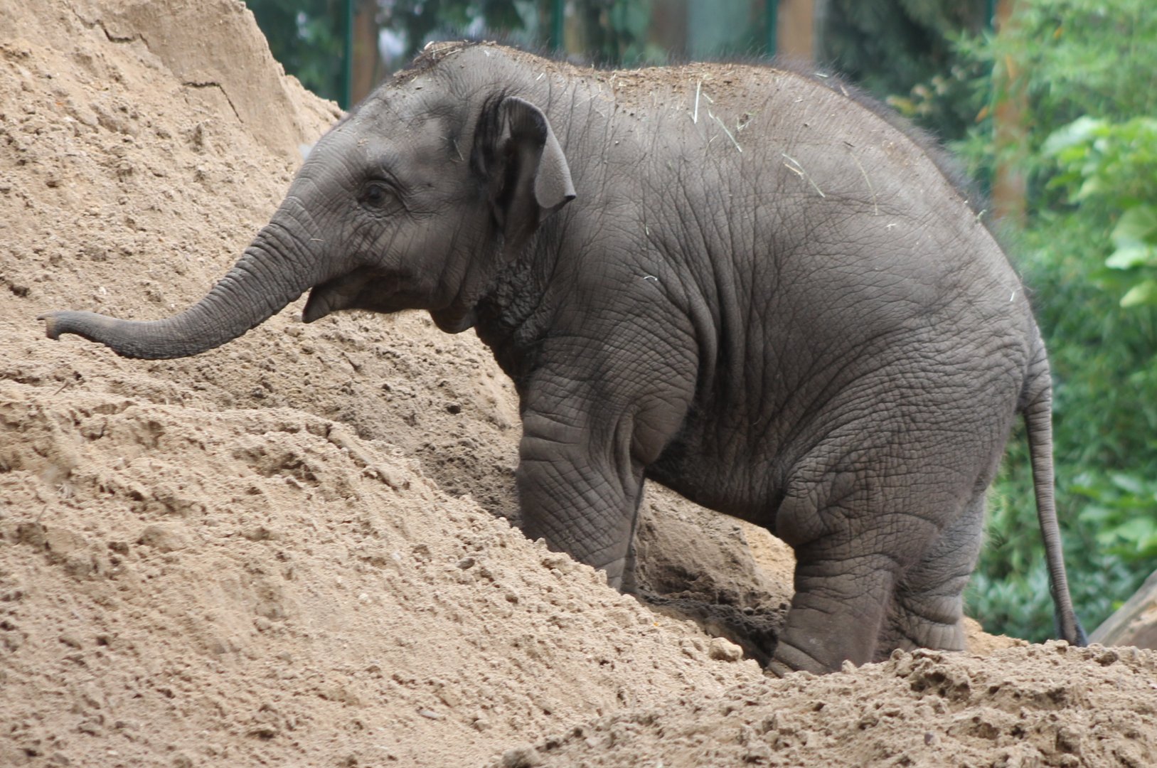 Asian elephant calf