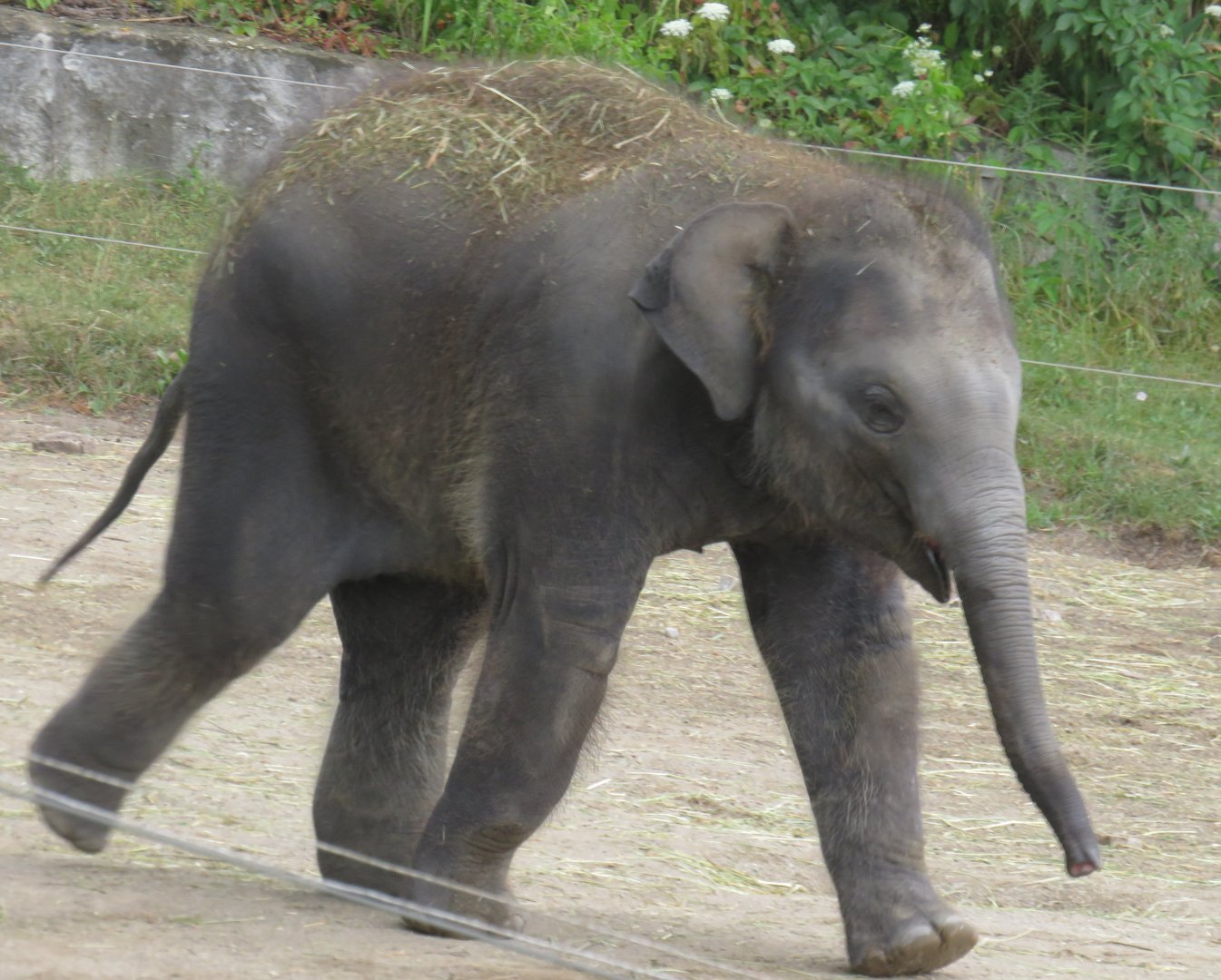 Asian elephant calf