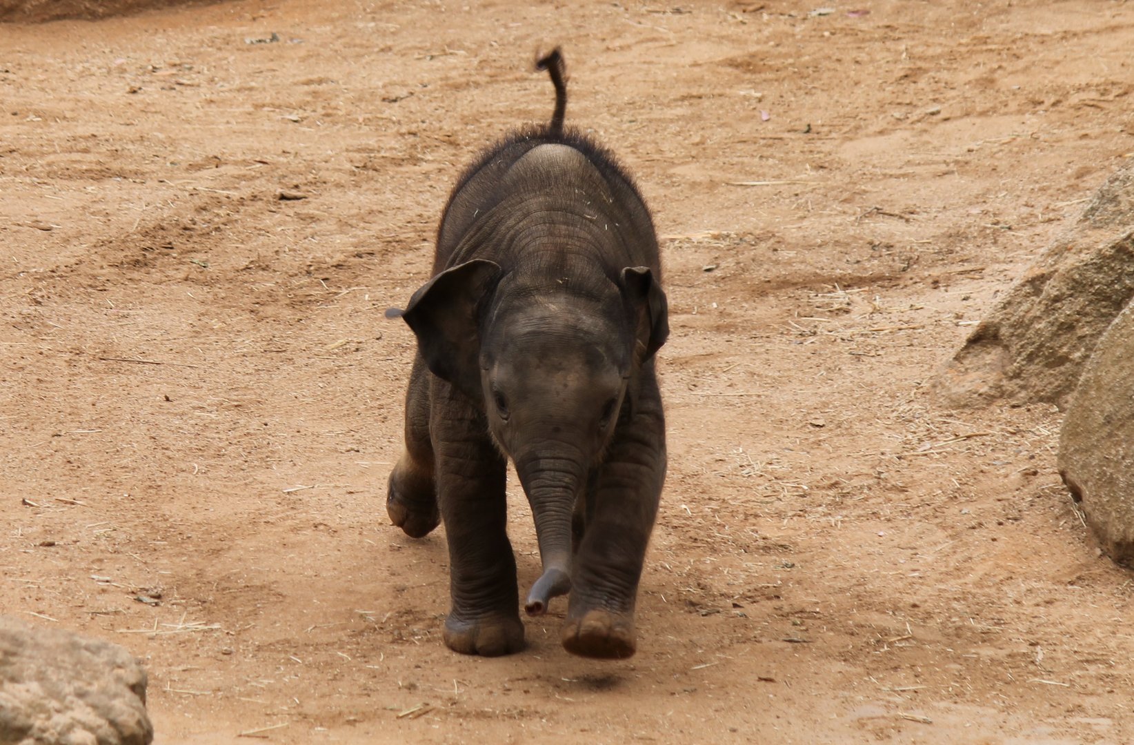 Asian Elephant Calf