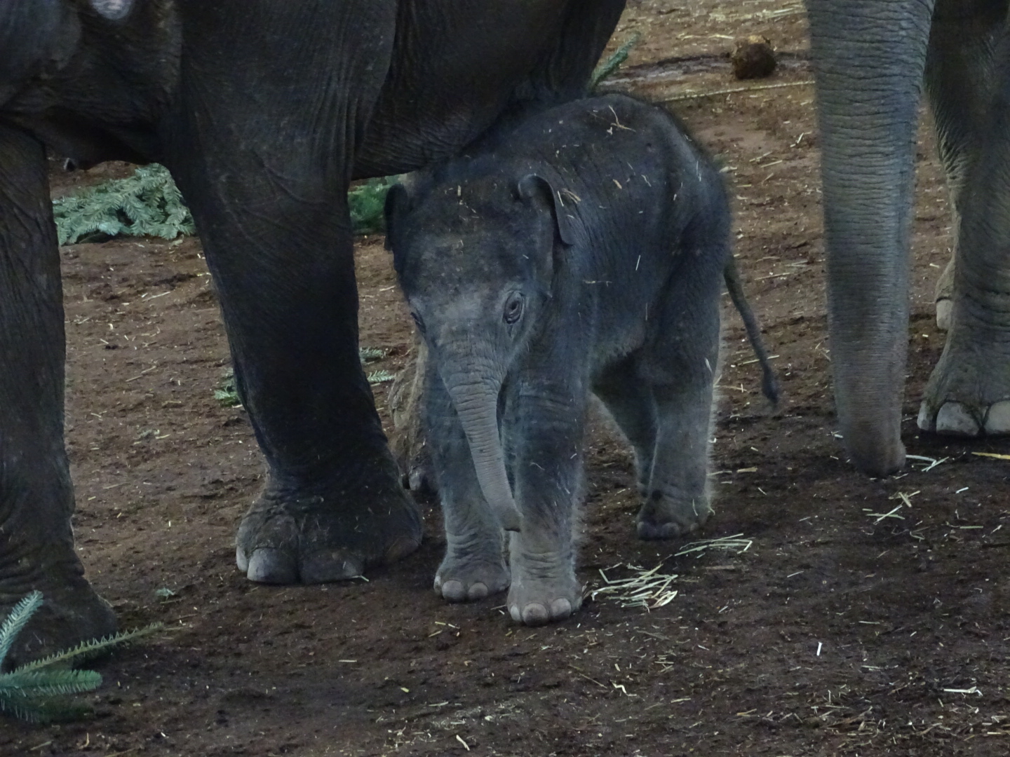 Asian elephant calf