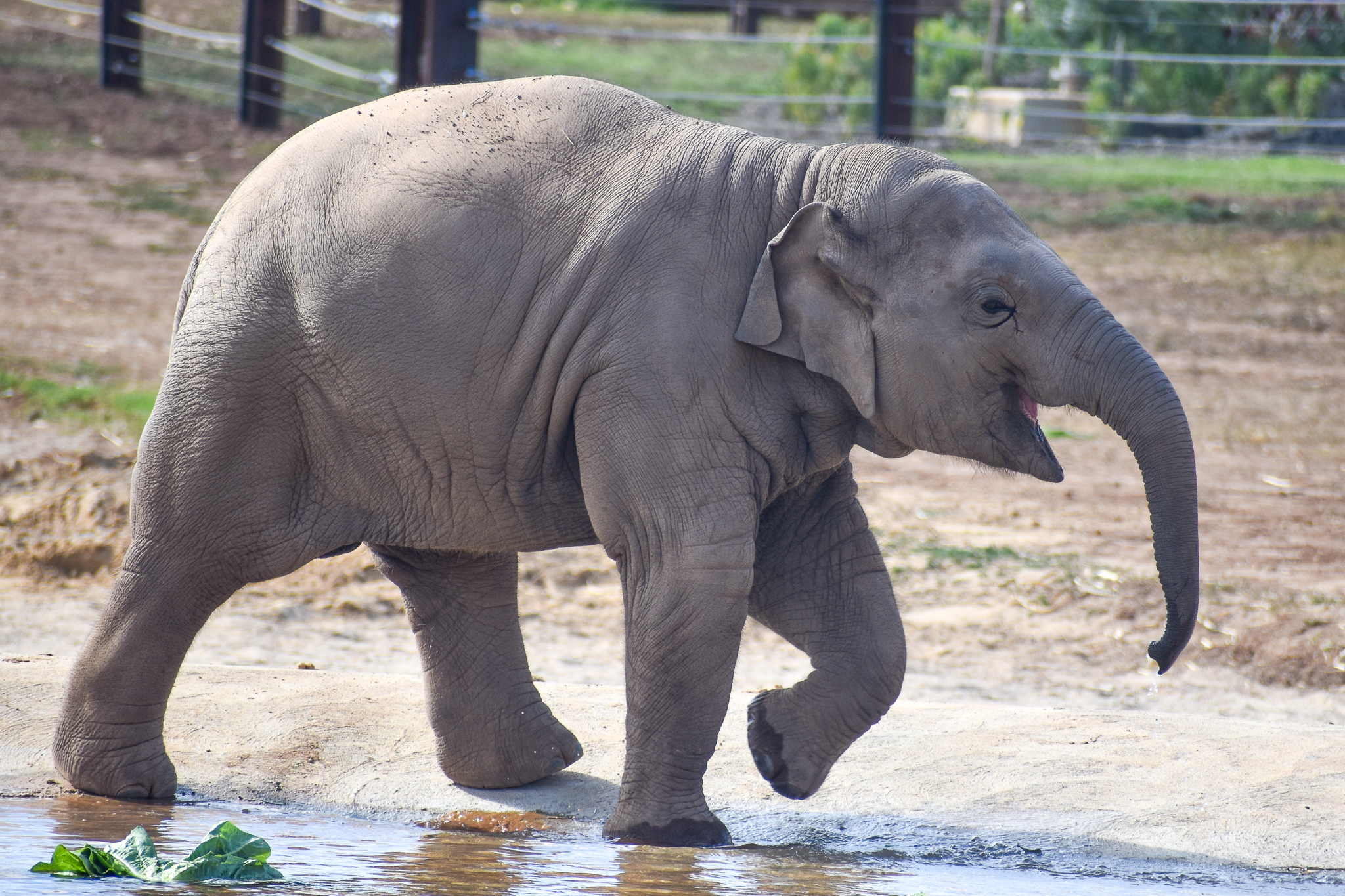 Asian Elephant calf
