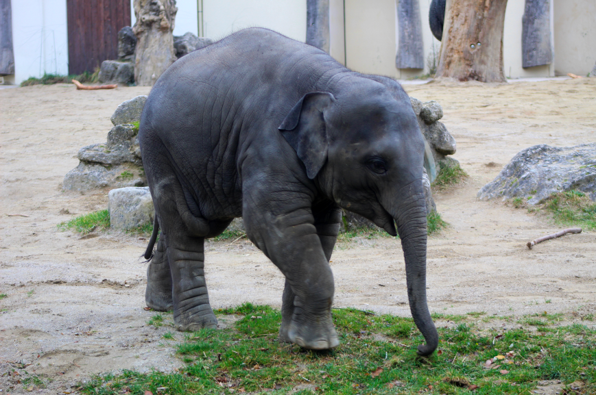 Asian Elephant Calf
