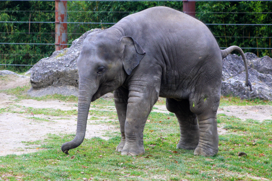 Asian Elephant Calf