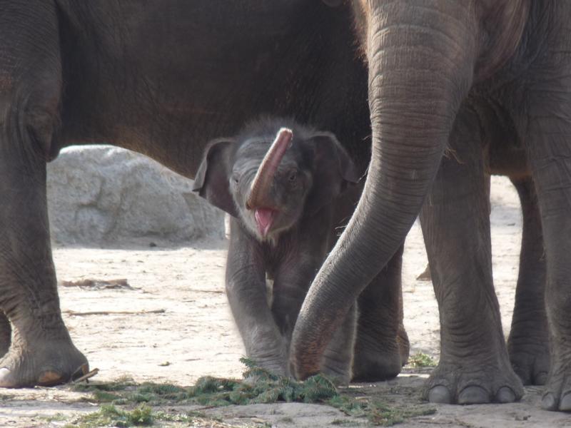 Asian Elephant calf