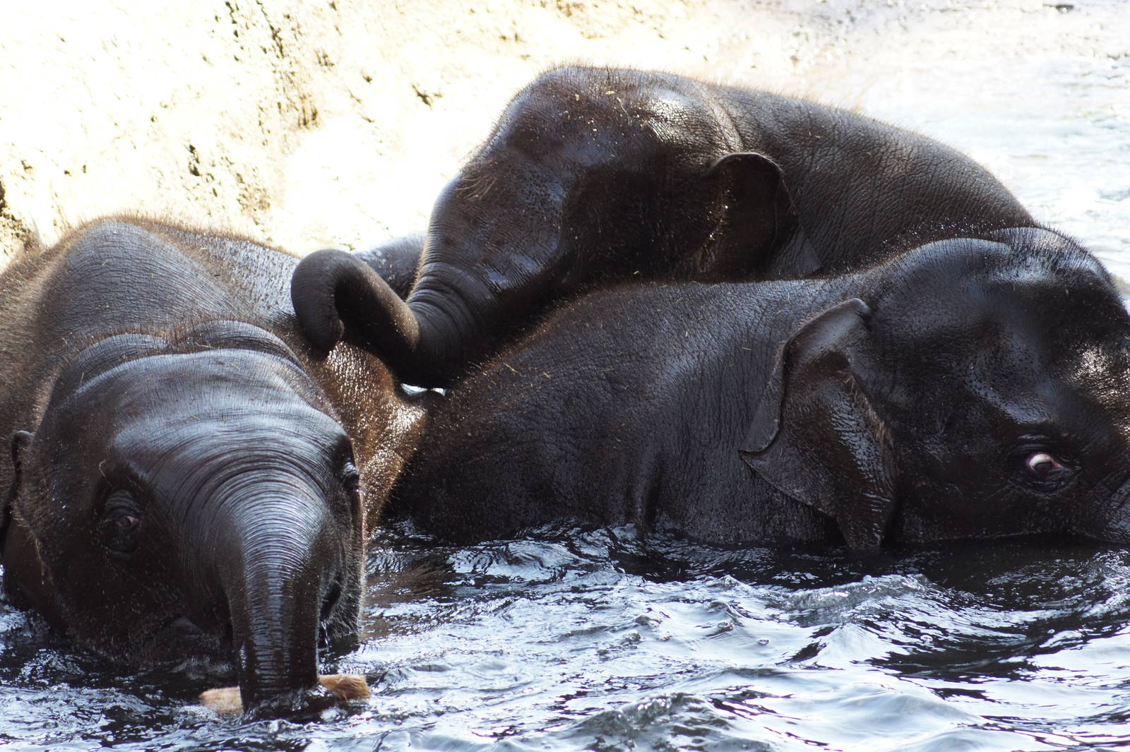 Asian Elephant Calves