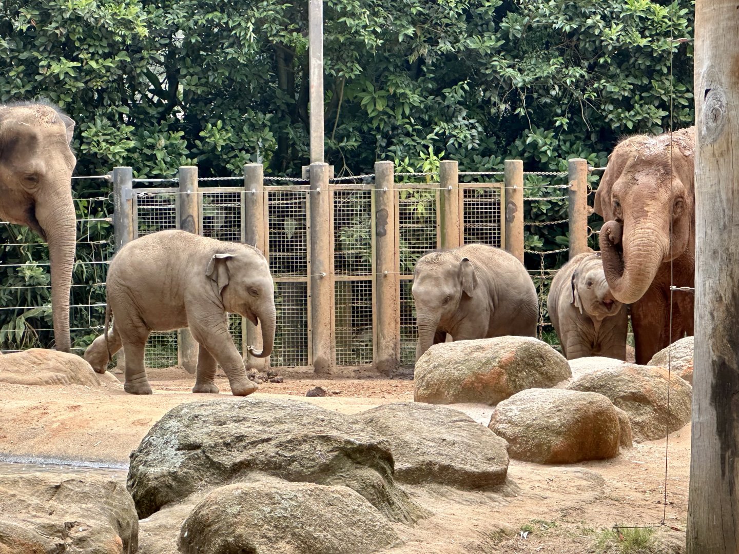 Asian Elephant Calves