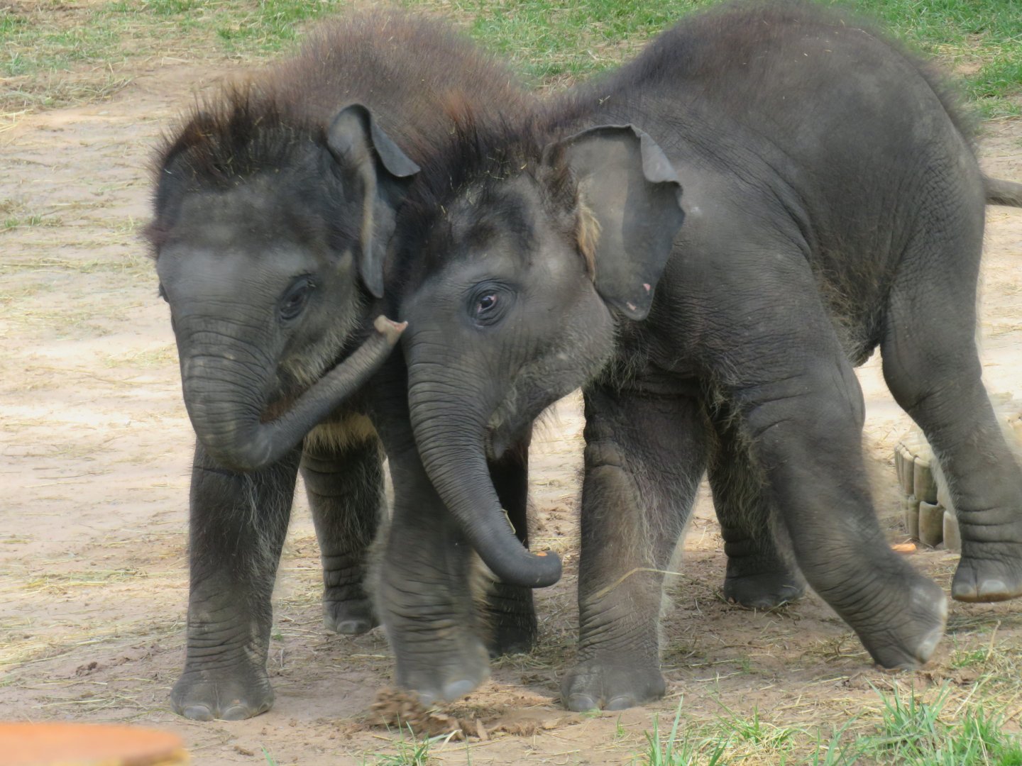Asian elephant calves