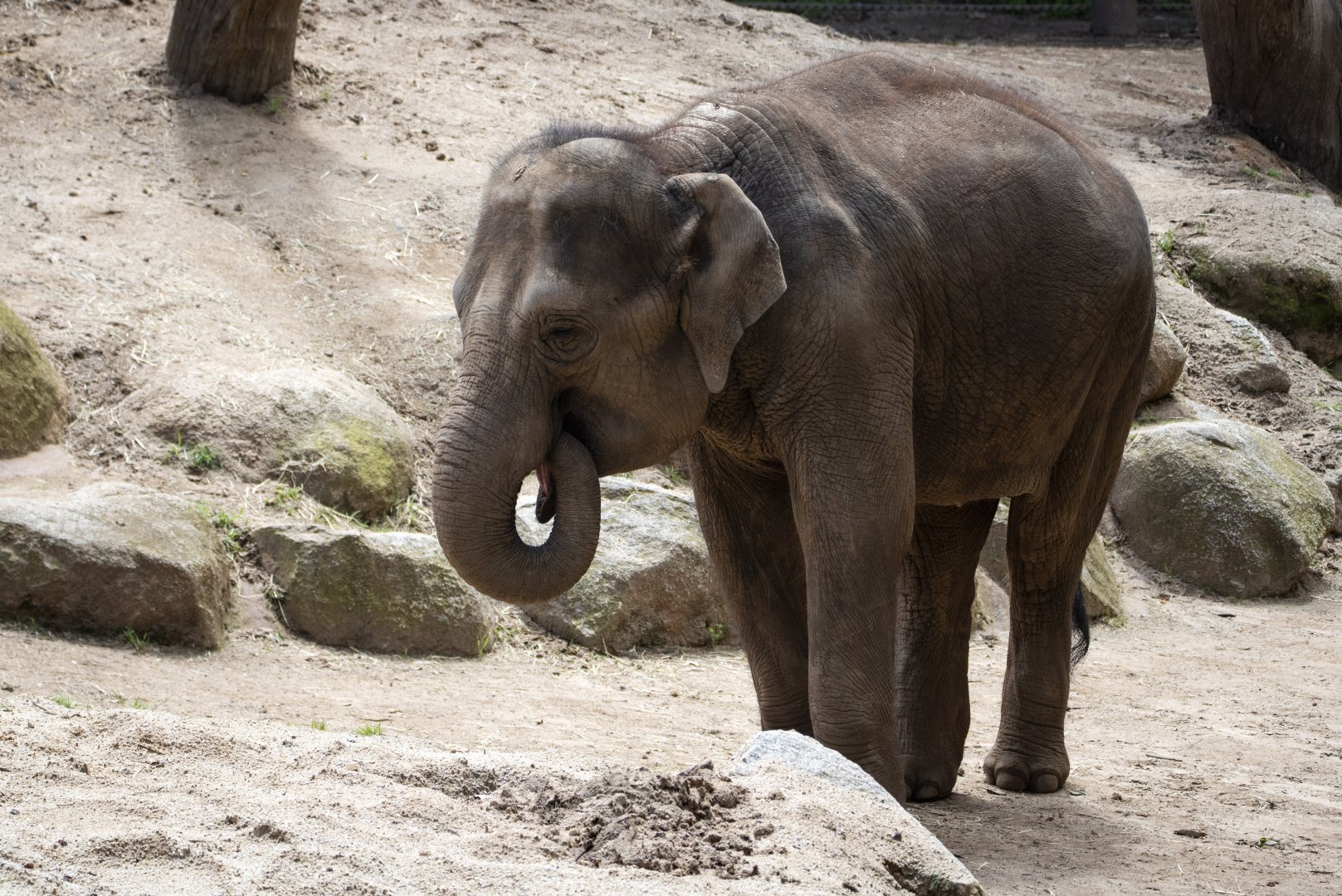 Asian Elephant (can anyone ID?)