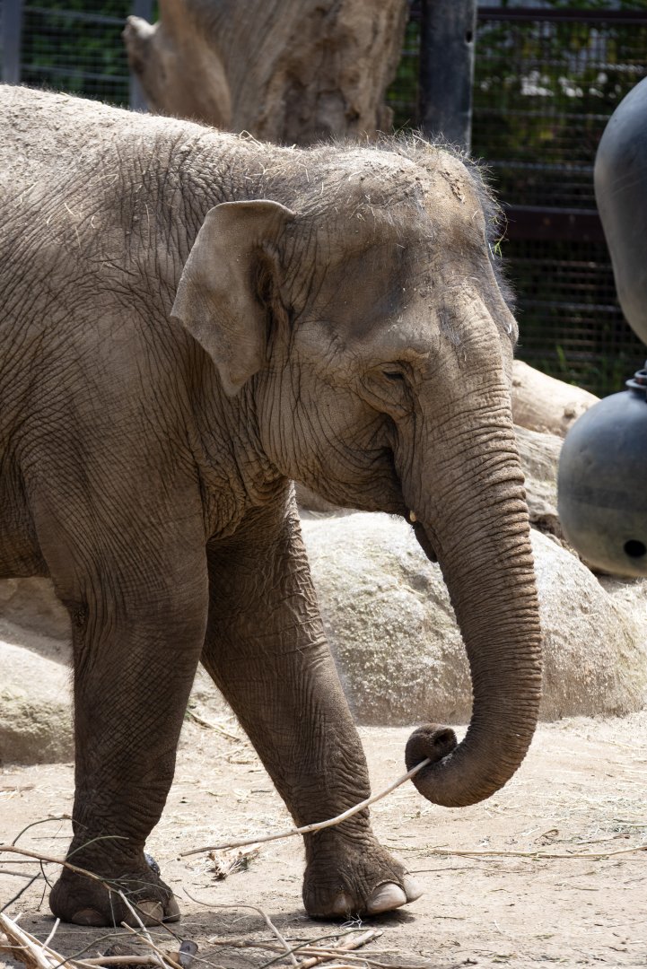 Asian Elephant (can anyone ID?)