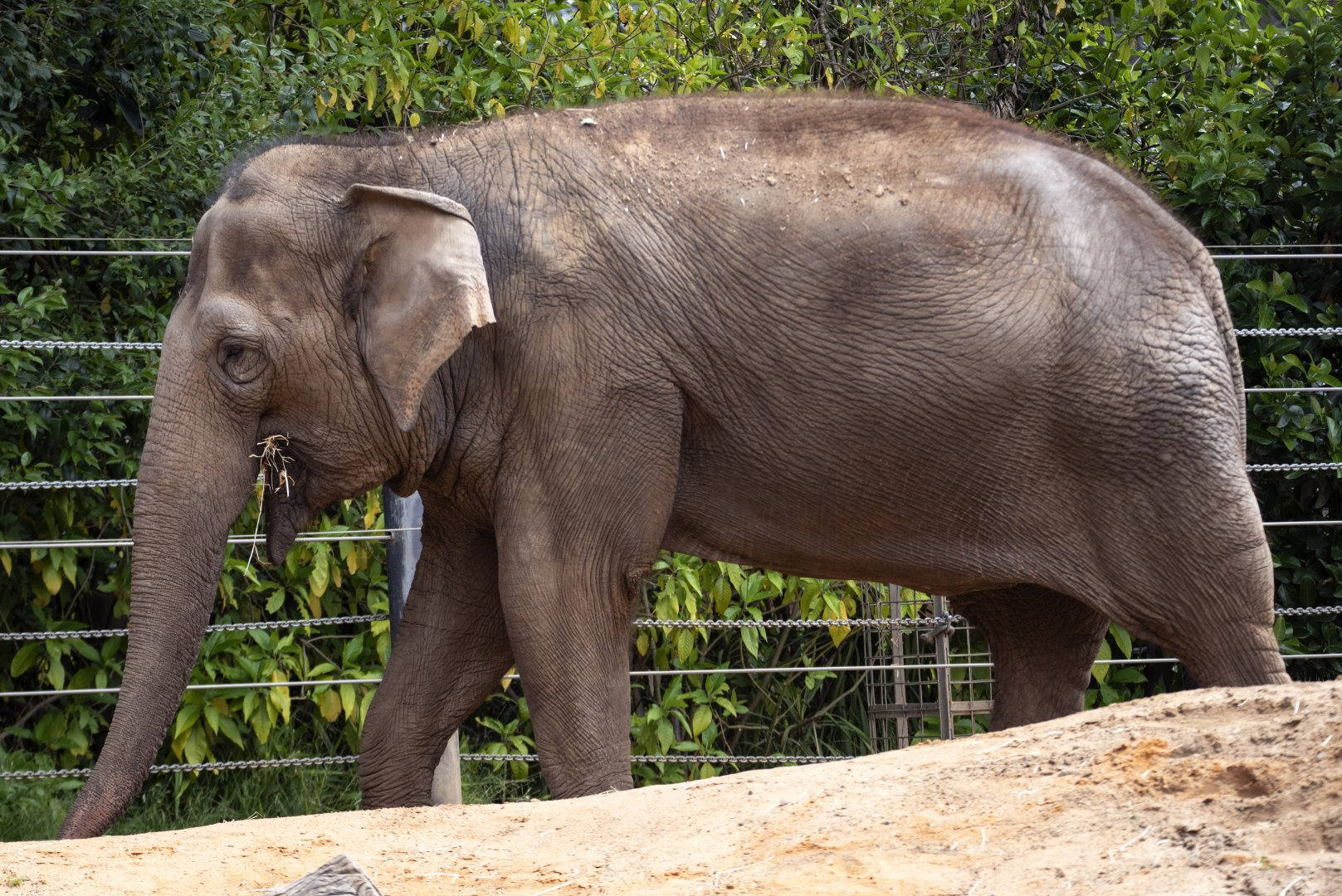 Asian Elephant (can anyone ID?)