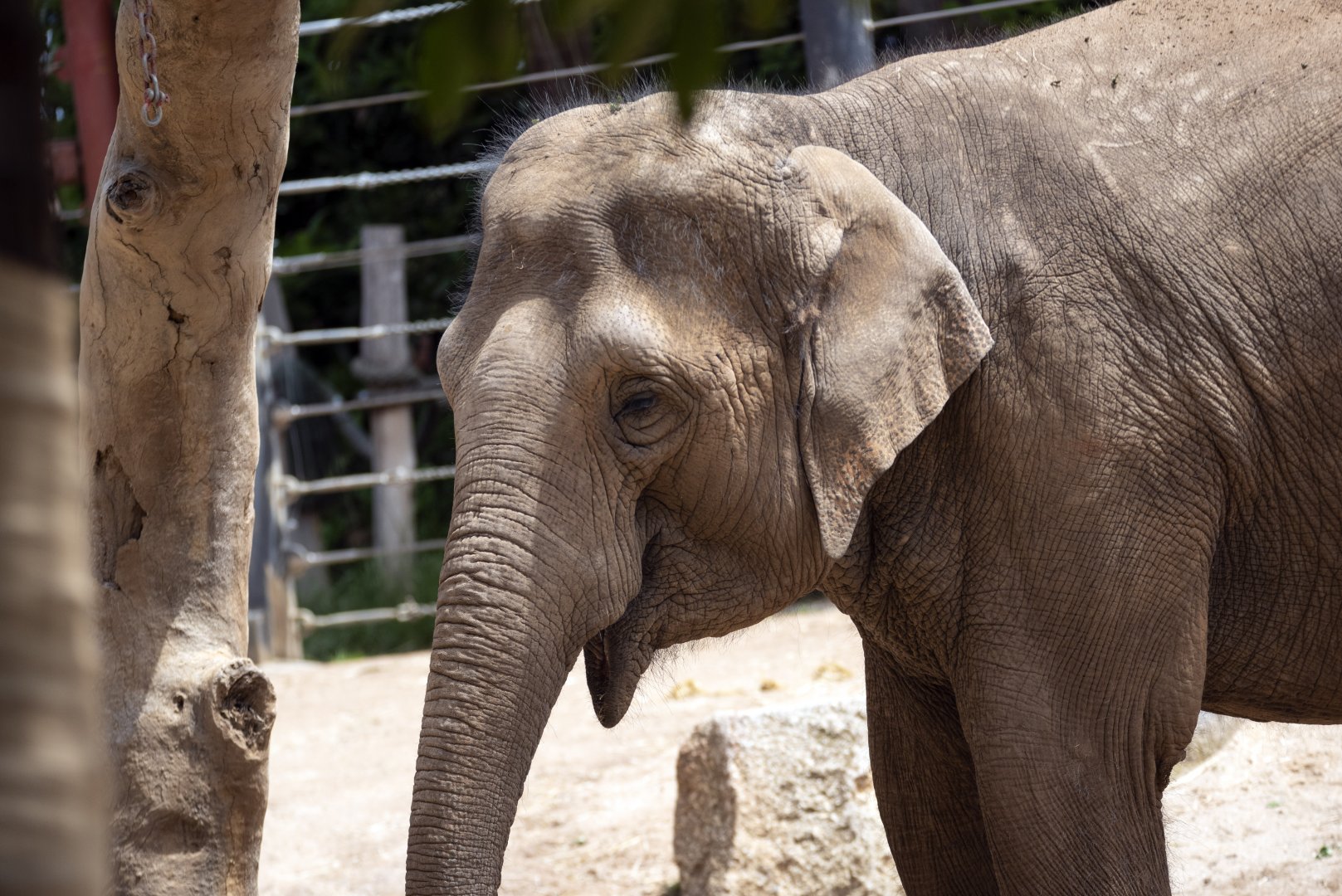 Asian Elephant (can anyone ID?)