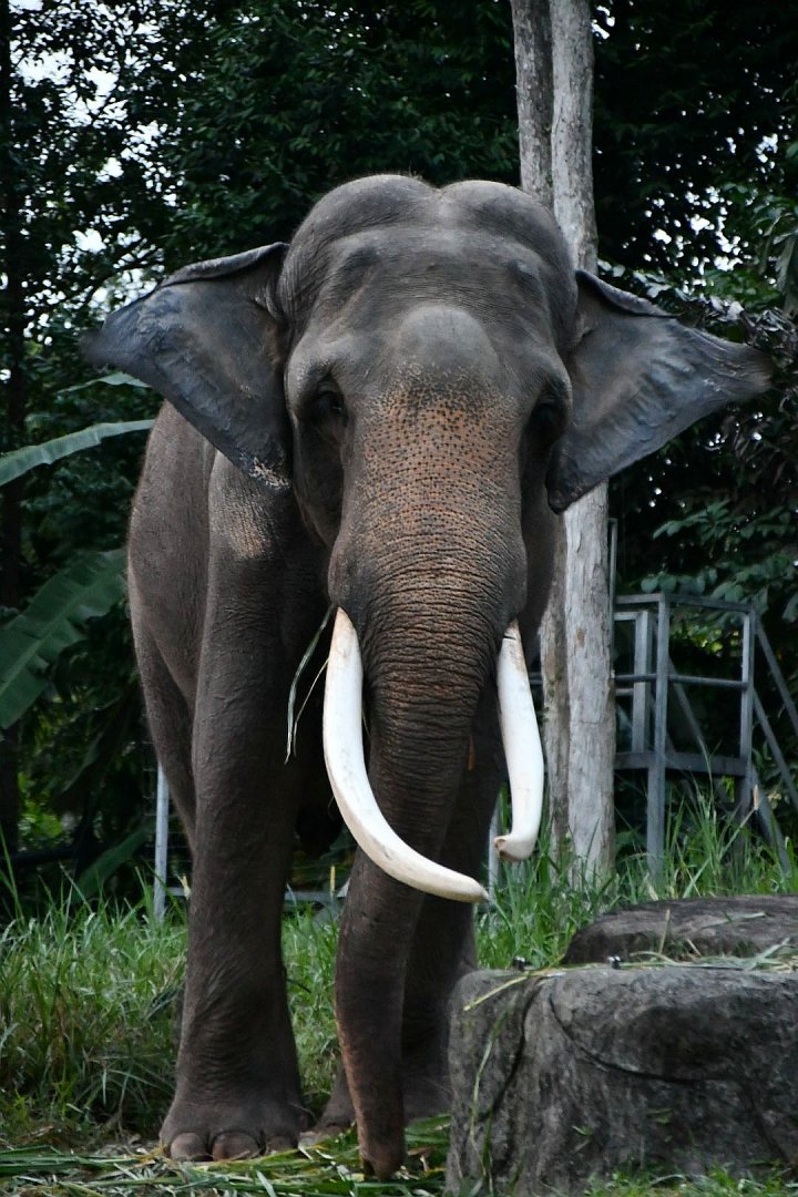 Asian elephant- Chawang