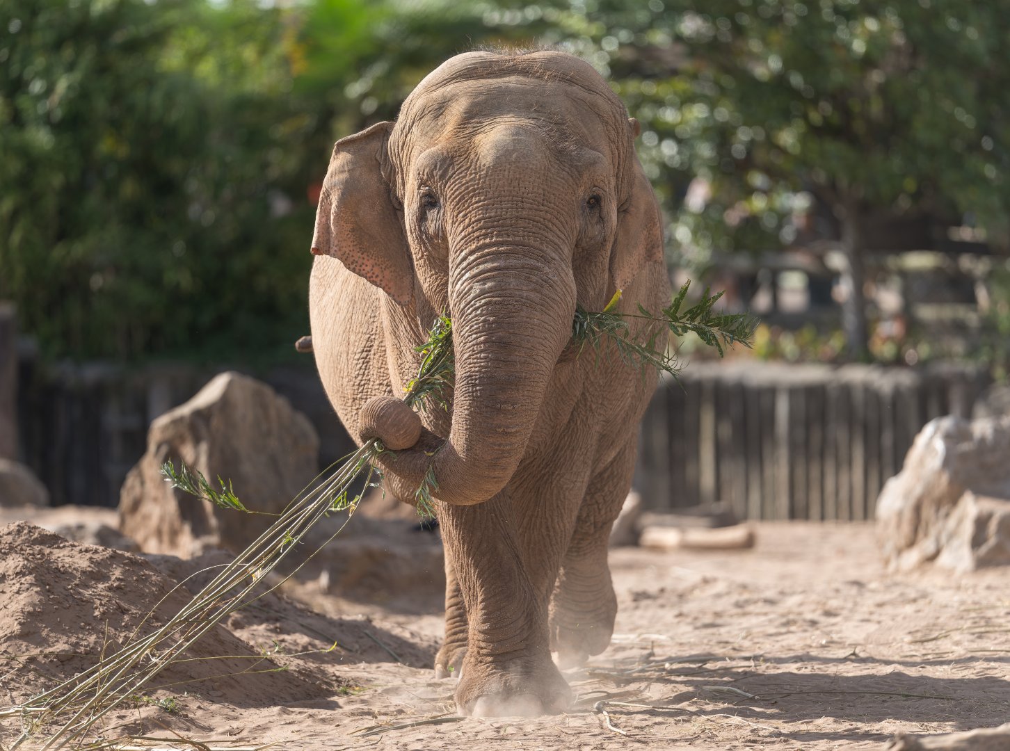 Asian Elephant, Chester, UK