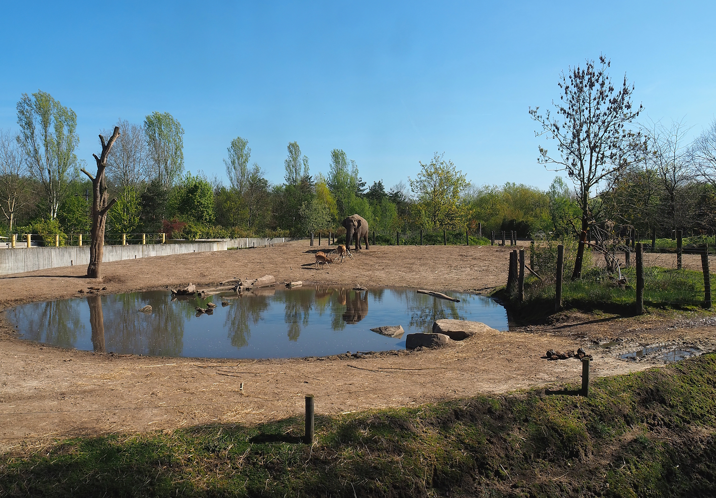 Asian elephant, Chital, Red deer and Crab-eating macaque exhibit, 2023-04-30