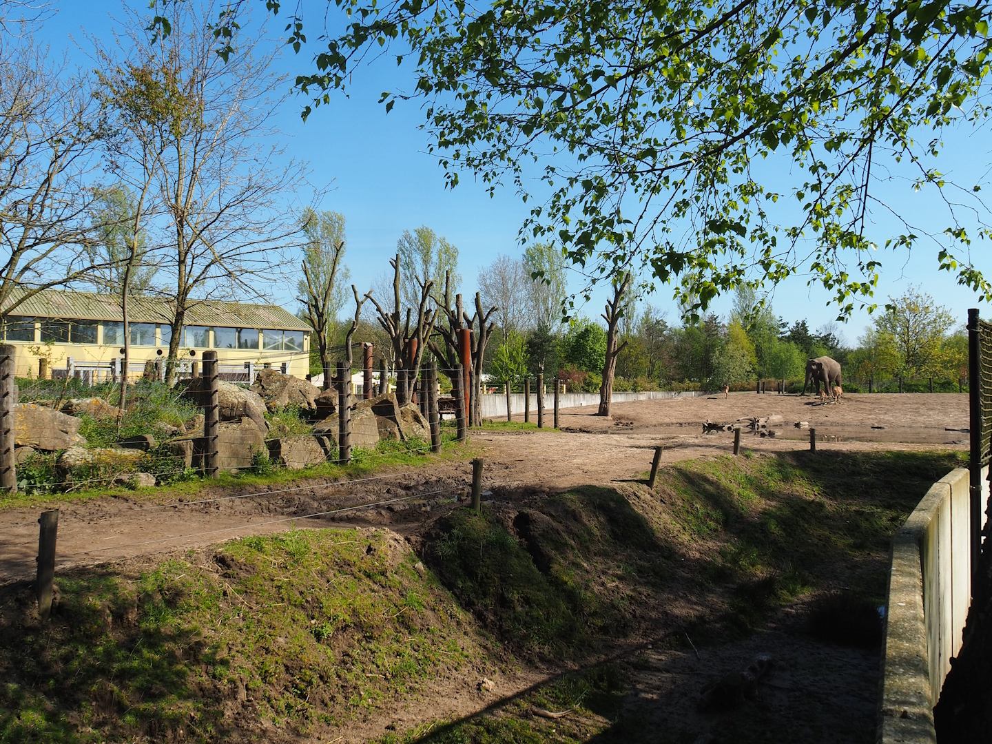 Asian elephant, Chital, Red deer and Crab-eating macaque exhibit, 2023-04-30