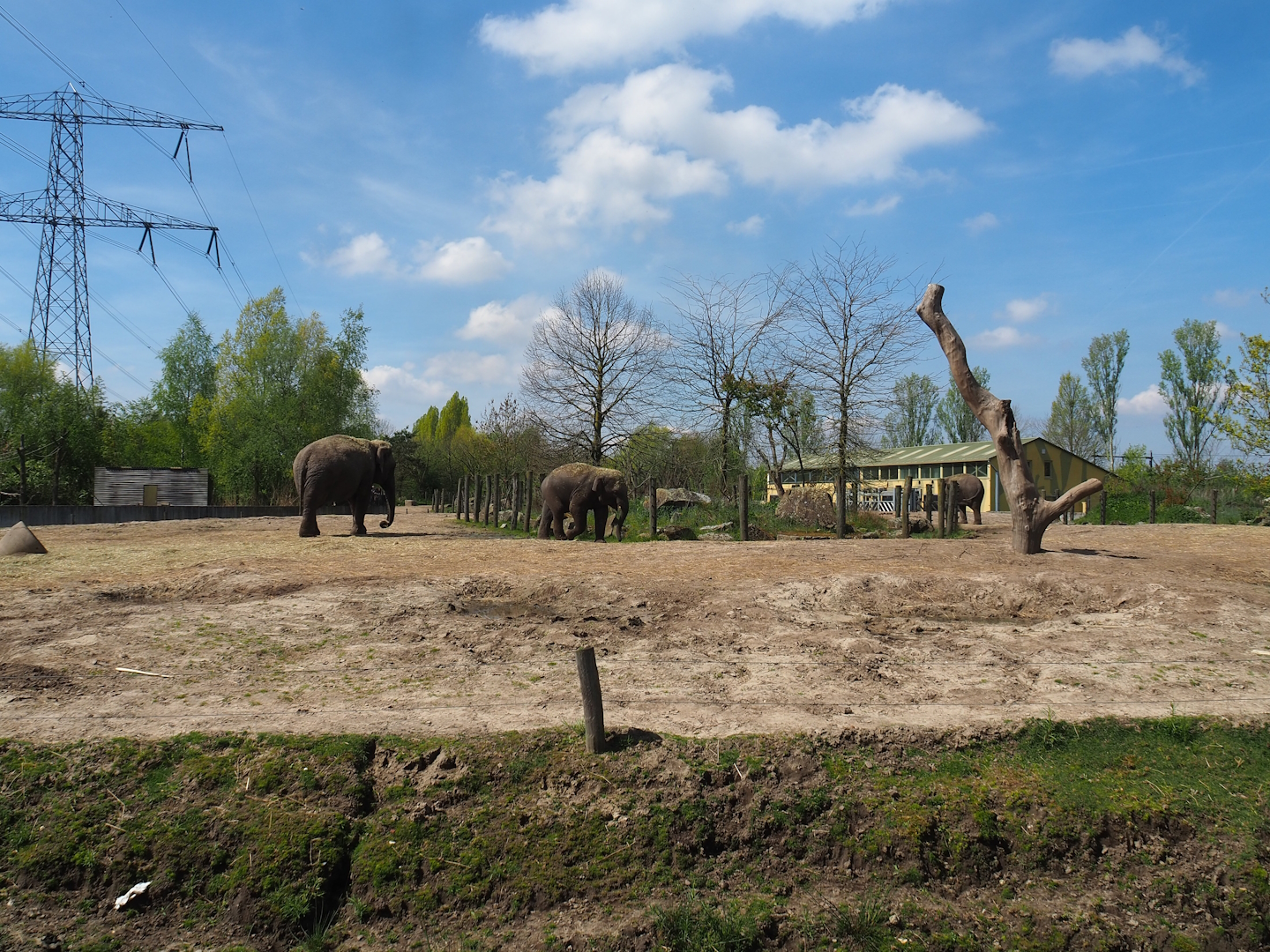 Asian elephant, Chital, Red deer and Crab-eating macaque exhibit, 2023-04-30