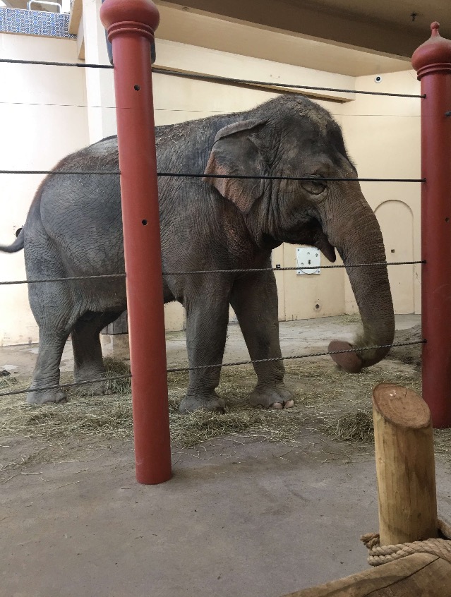 Asian Elephant | Cincinnati Zoo