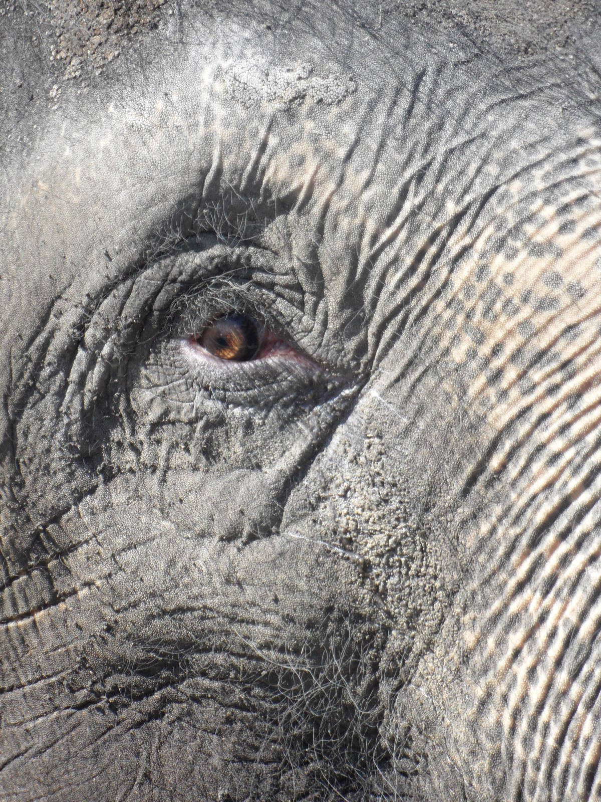 Asian elephant closeup