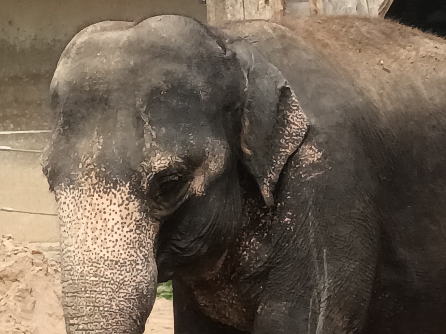 Asian Elephant Closeup